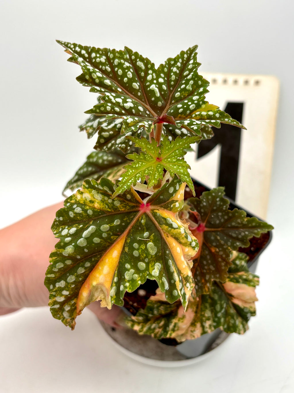 Begonia Izumo no Kiraboshi Variegata
