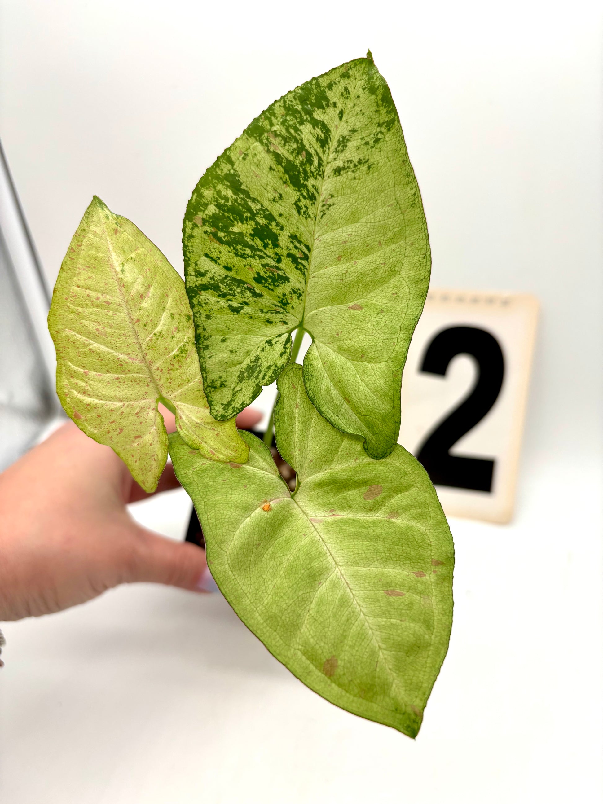 Syngonium Confetti Tricolor