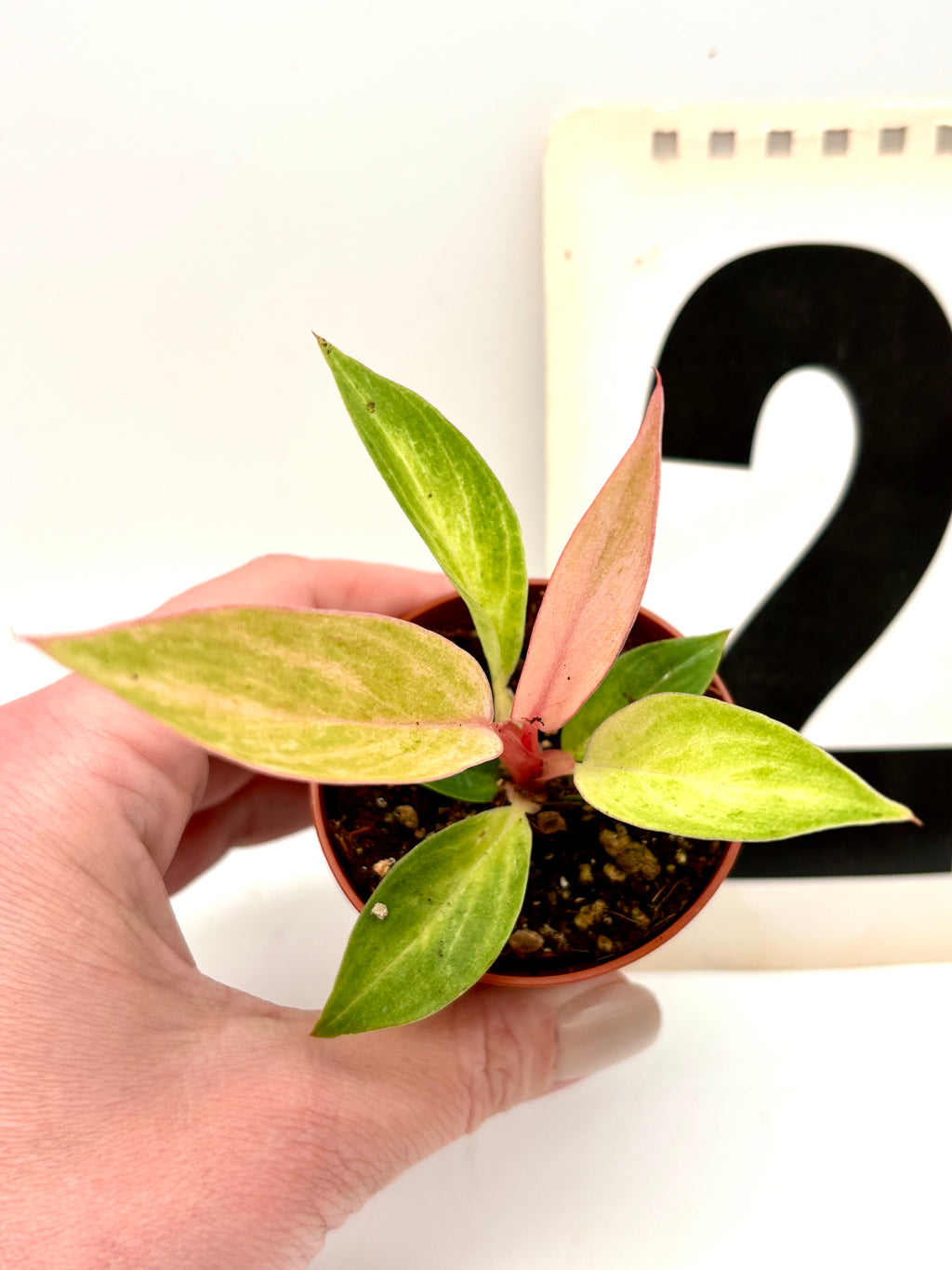 Exotic-Flowers Philodendron Strawberry Caramel Variegata mit grün-rot-weiß marmorierten Blättern, Zimmerpflanze in Topf