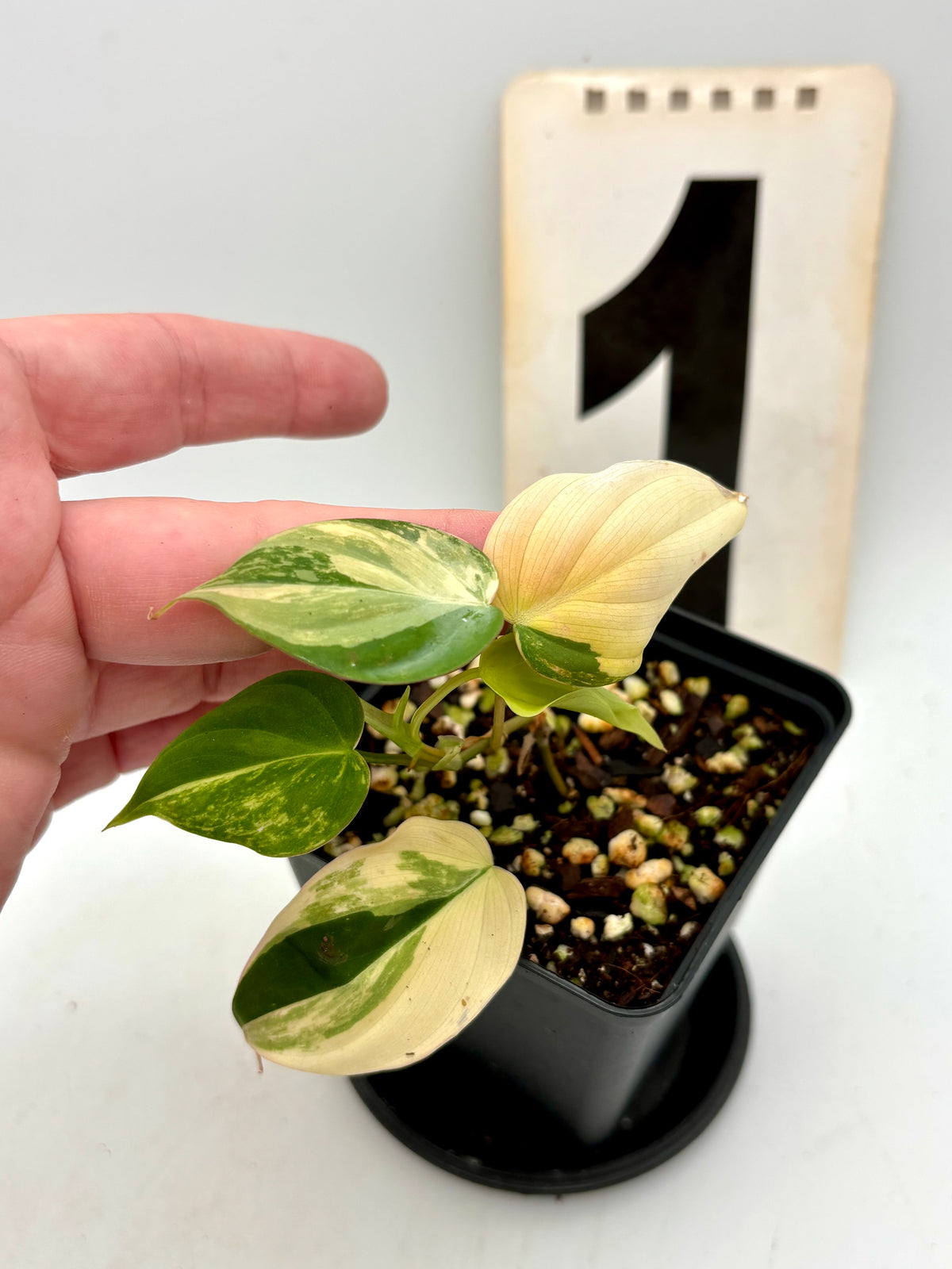 Philodendron Micans Variegata