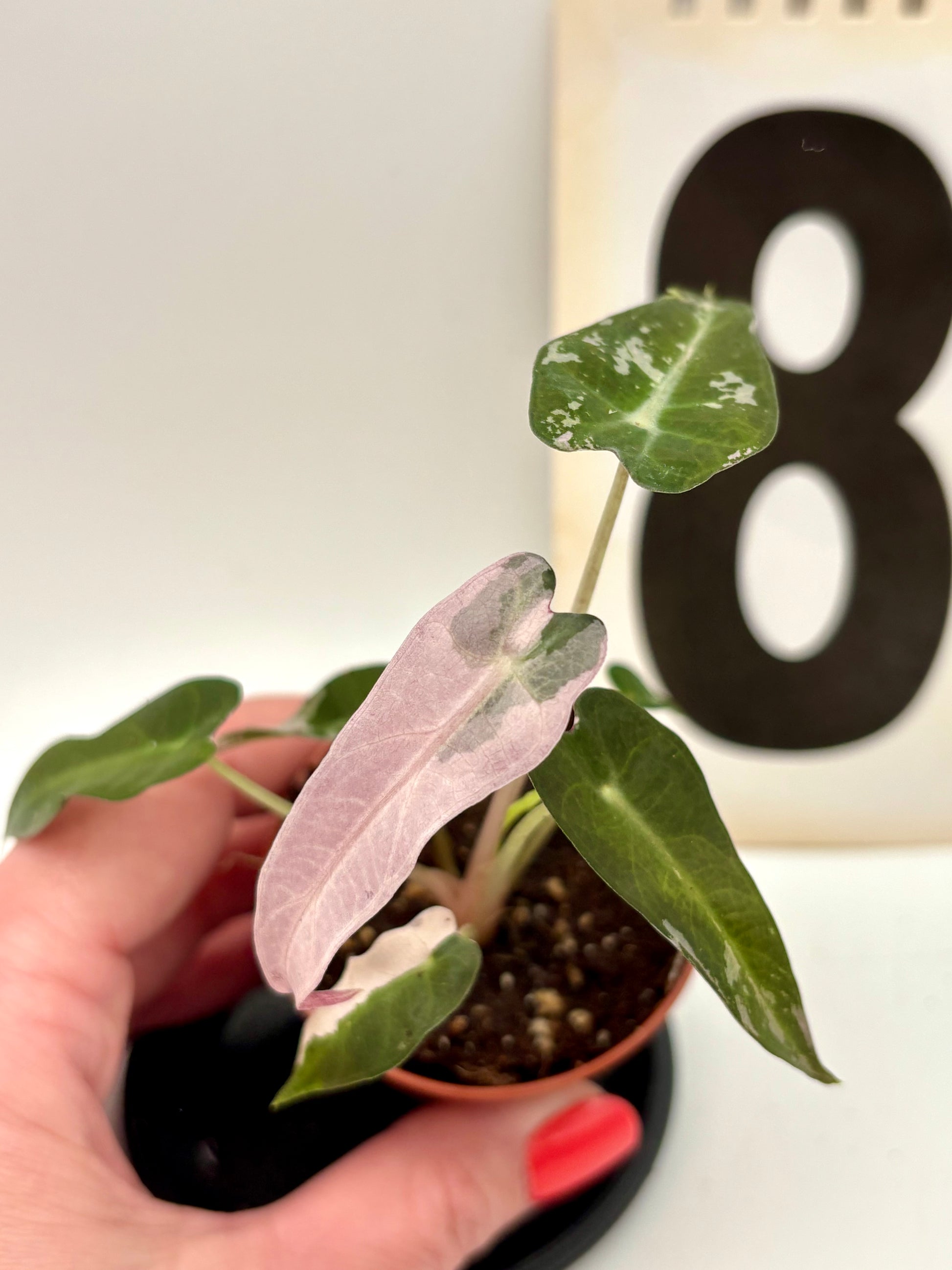 Alocasia Bambino Variegata Pflanze von Exotic-Flowers mit grünen und weißen variegierten Blättern.