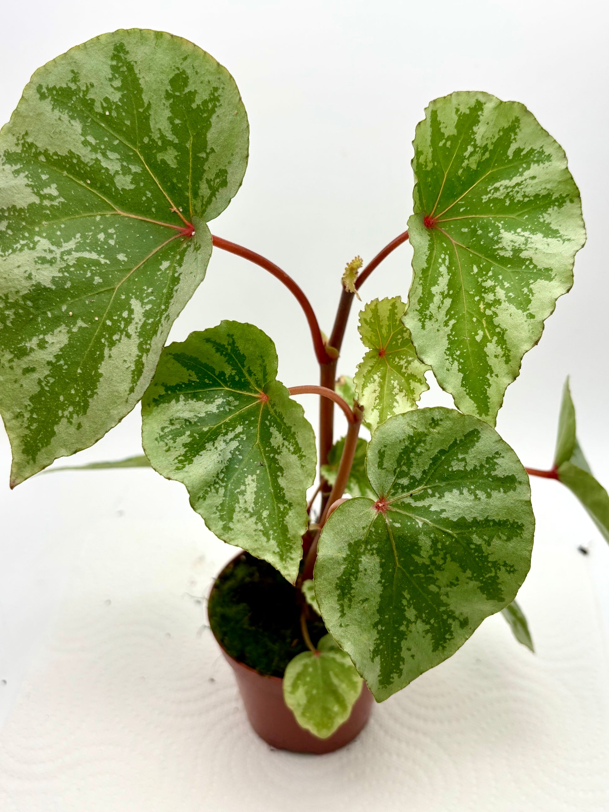 Begonia Temuyuk