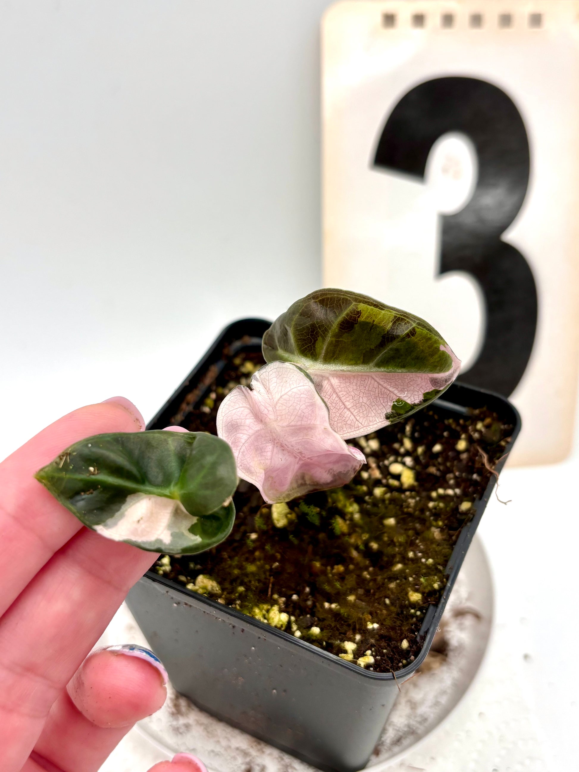 Alocasia Balloon Heart Variegata - Exotic-Flowers