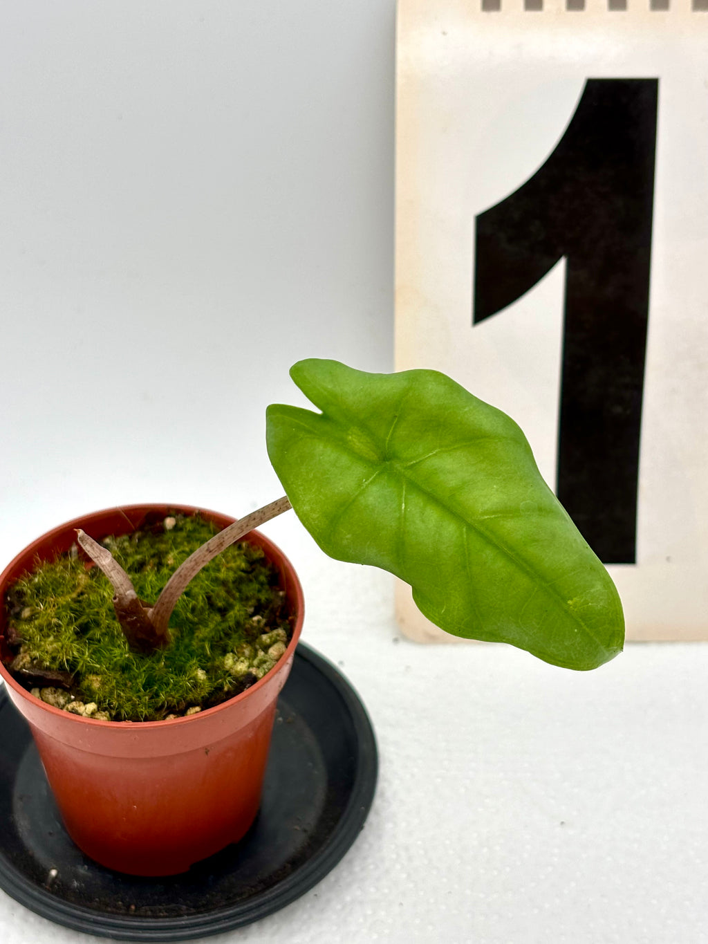 Große Alocasia Boyceana Pflanze von Exotic-Flowers mit grünen, herzförmigen Blättern in Top-Ansicht.