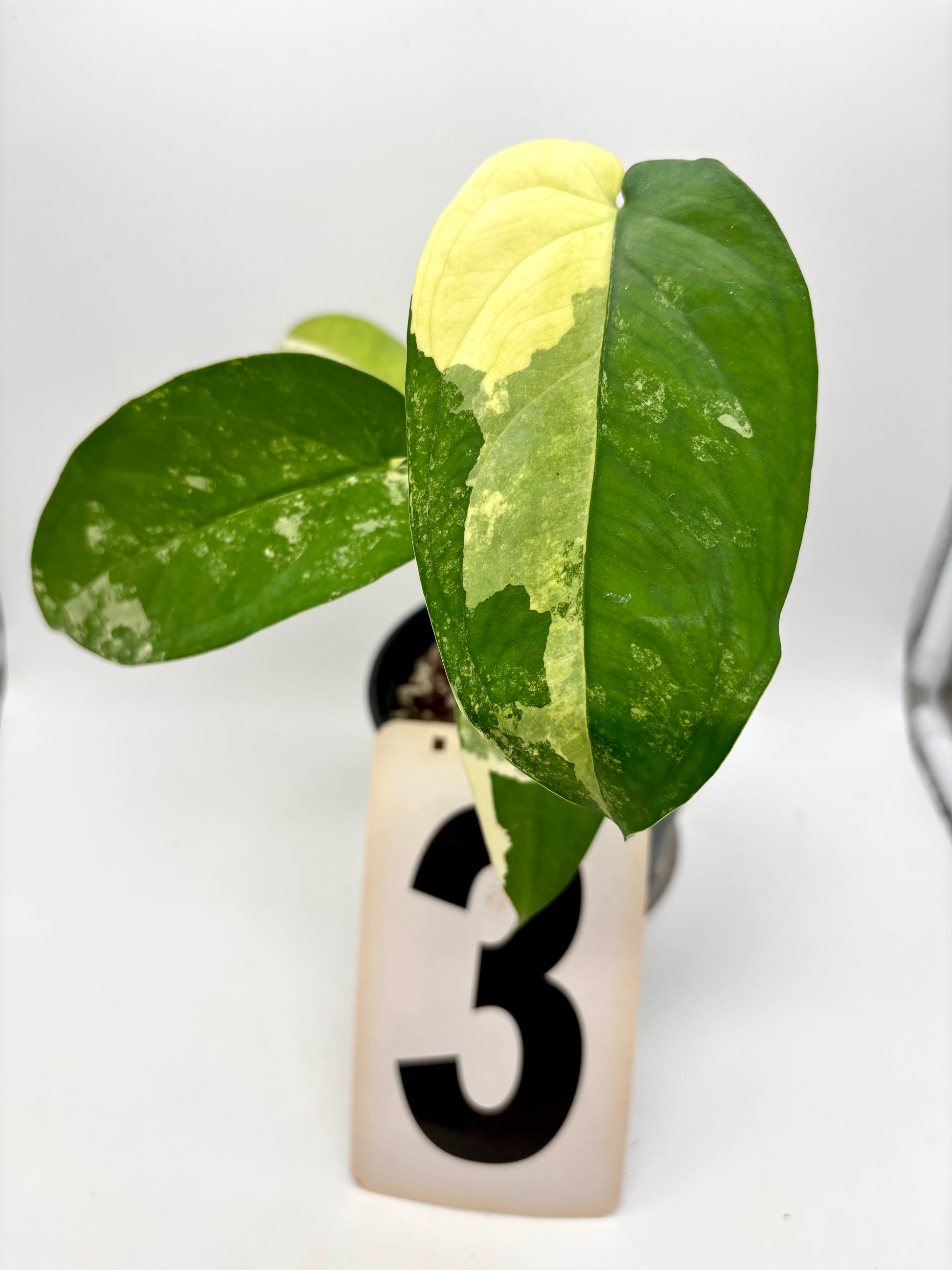 Syngonium Chiapense Variegata