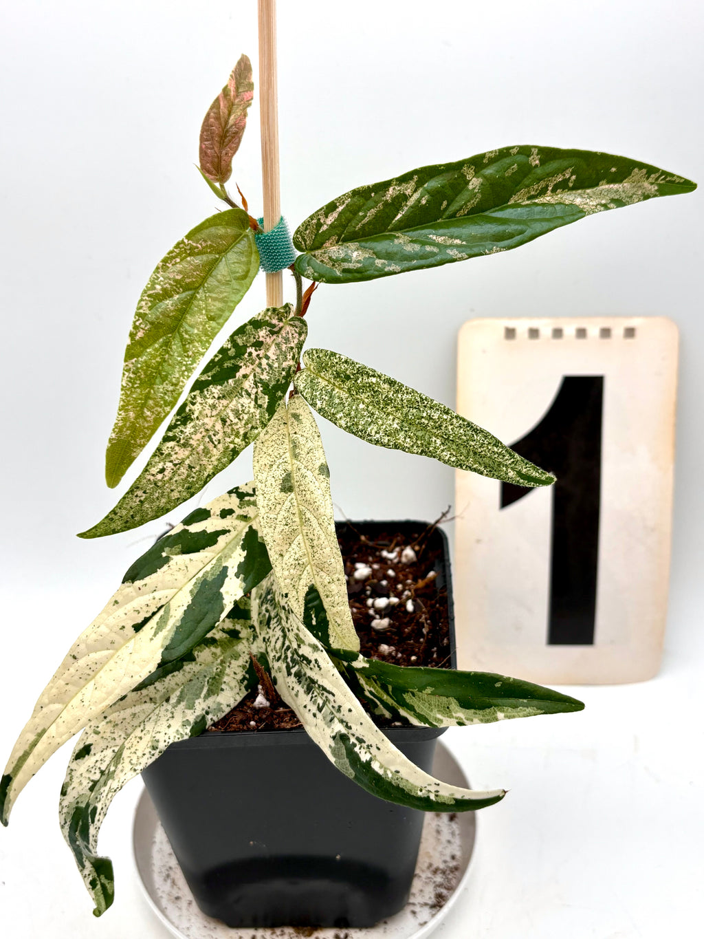 Ficus Sagittata Pink Variegata Pflanze mit grünen und rosa variierten Blättern, exotische Zimmerpflanze von Exotic-Flowers