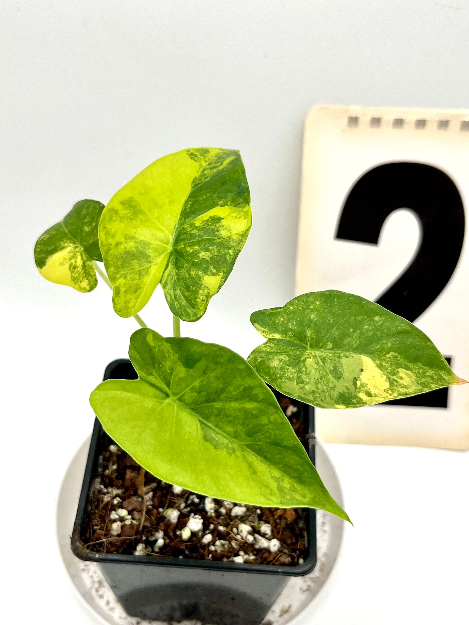 Alocasia Odora Aurea
