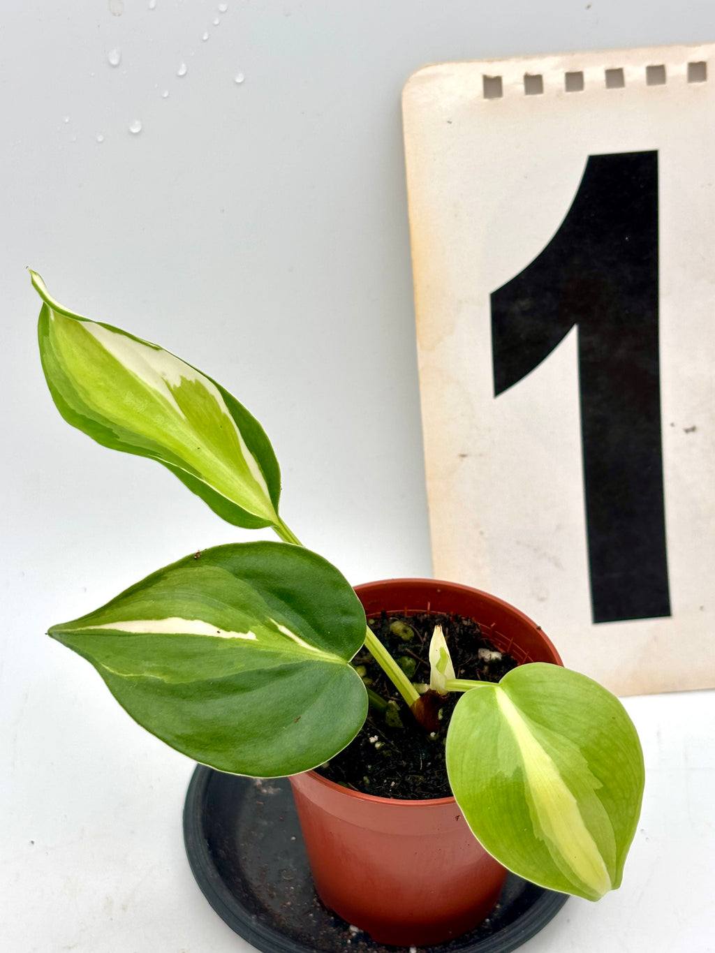 Philodendron Cream Splash Pflanze von Exotic-Flowers mit grünem Blatt und cremefarbenen Mustern, Nahaufnahme der Blätter