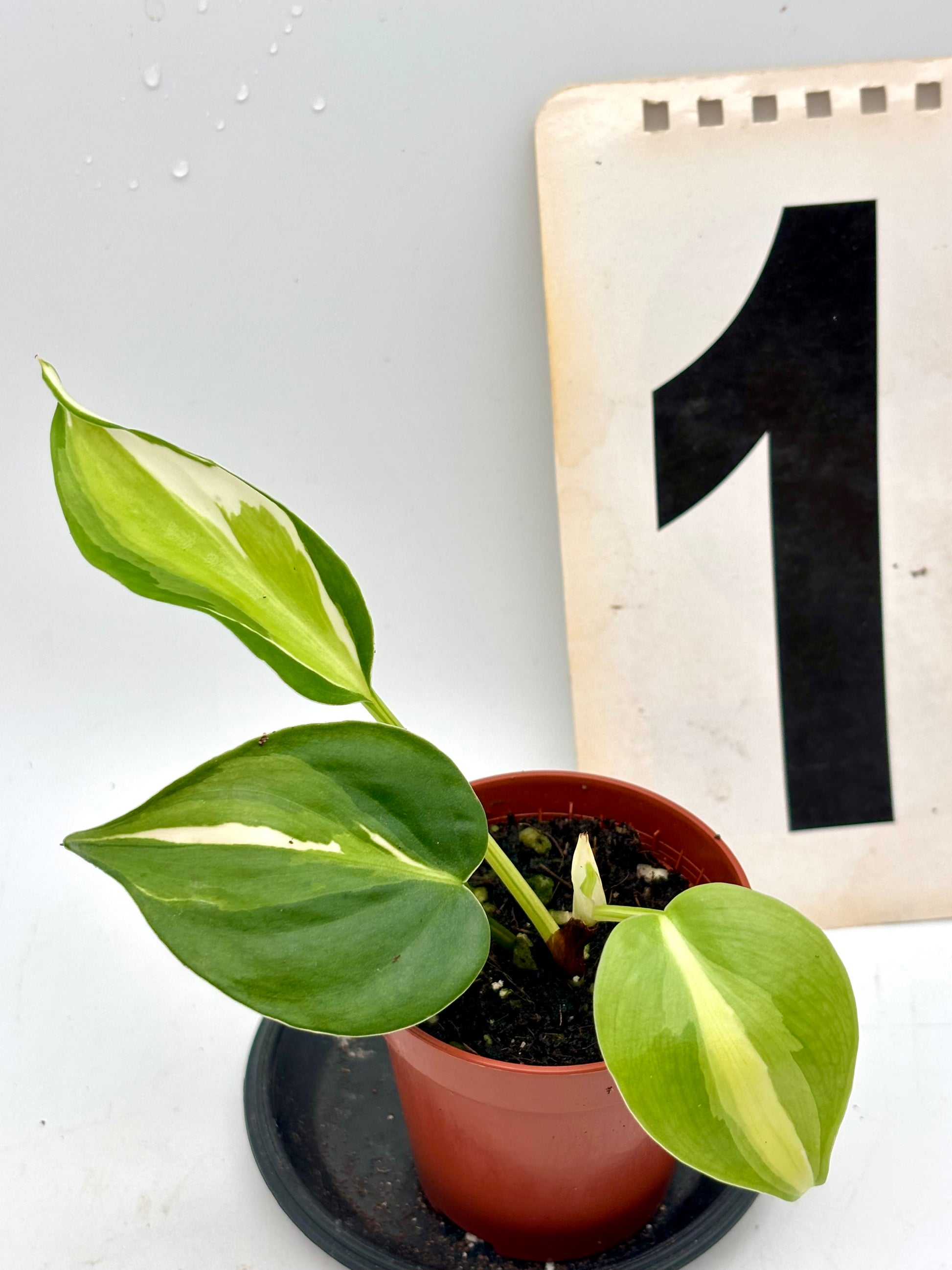 Philodendron Cream Splash Pflanze von Exotic-Flowers mit grünem Blatt und cremefarbenen Mustern, Nahaufnahme der Blätter