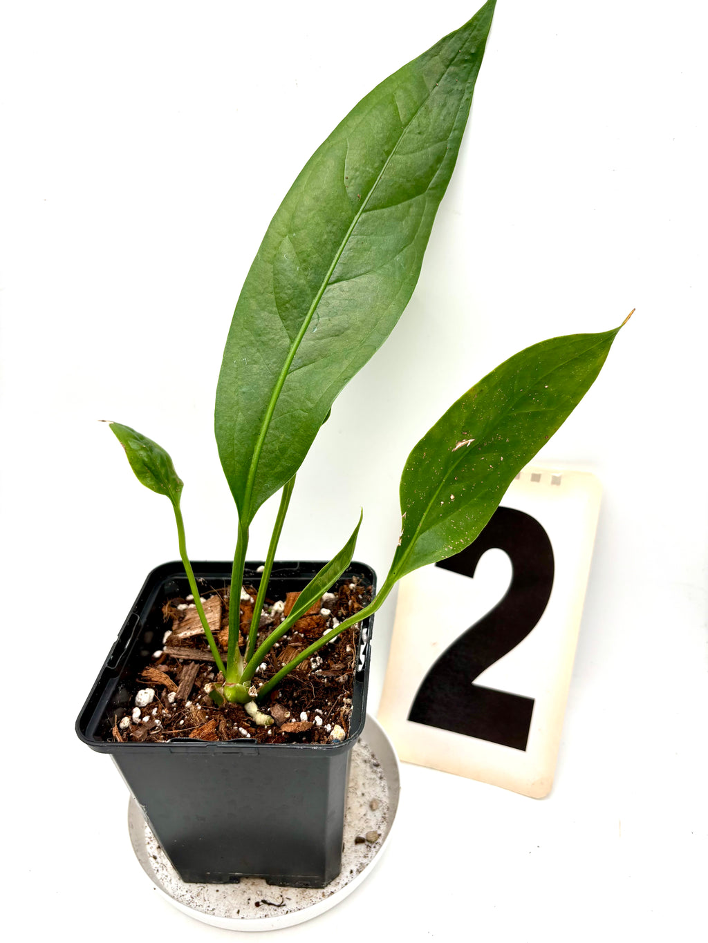 Anthurium Big Bill