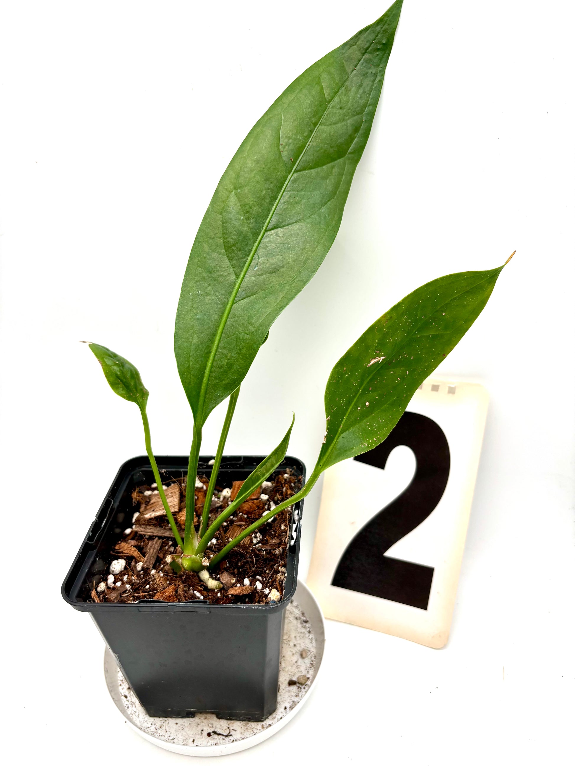 Anthurium Big Bill