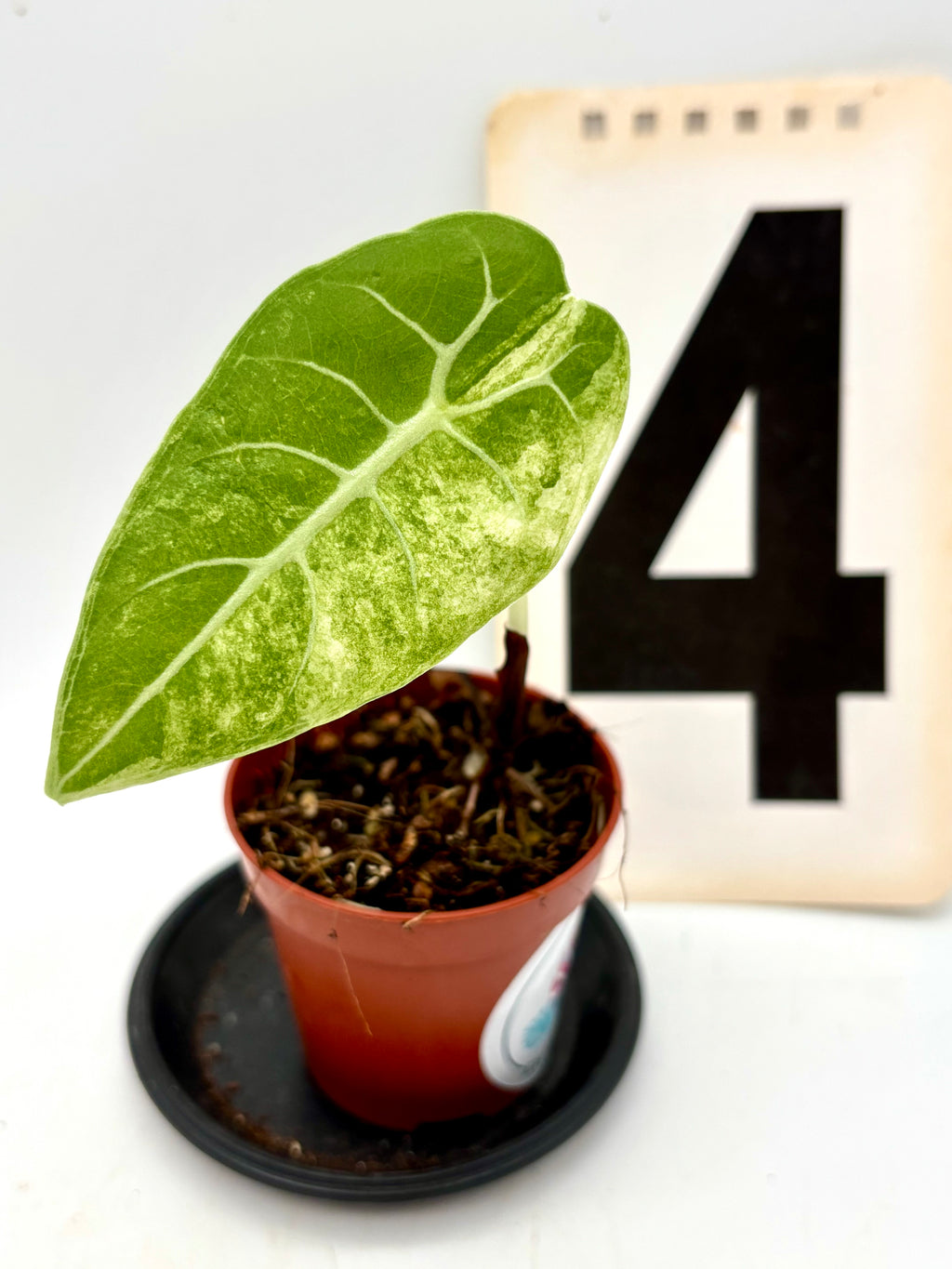 Alocasia Watsoniana Variegata Pflanze mit glänzenden, weißen und grünen Blättern, exotische Zimmerpflanze von Exotic-Flowers