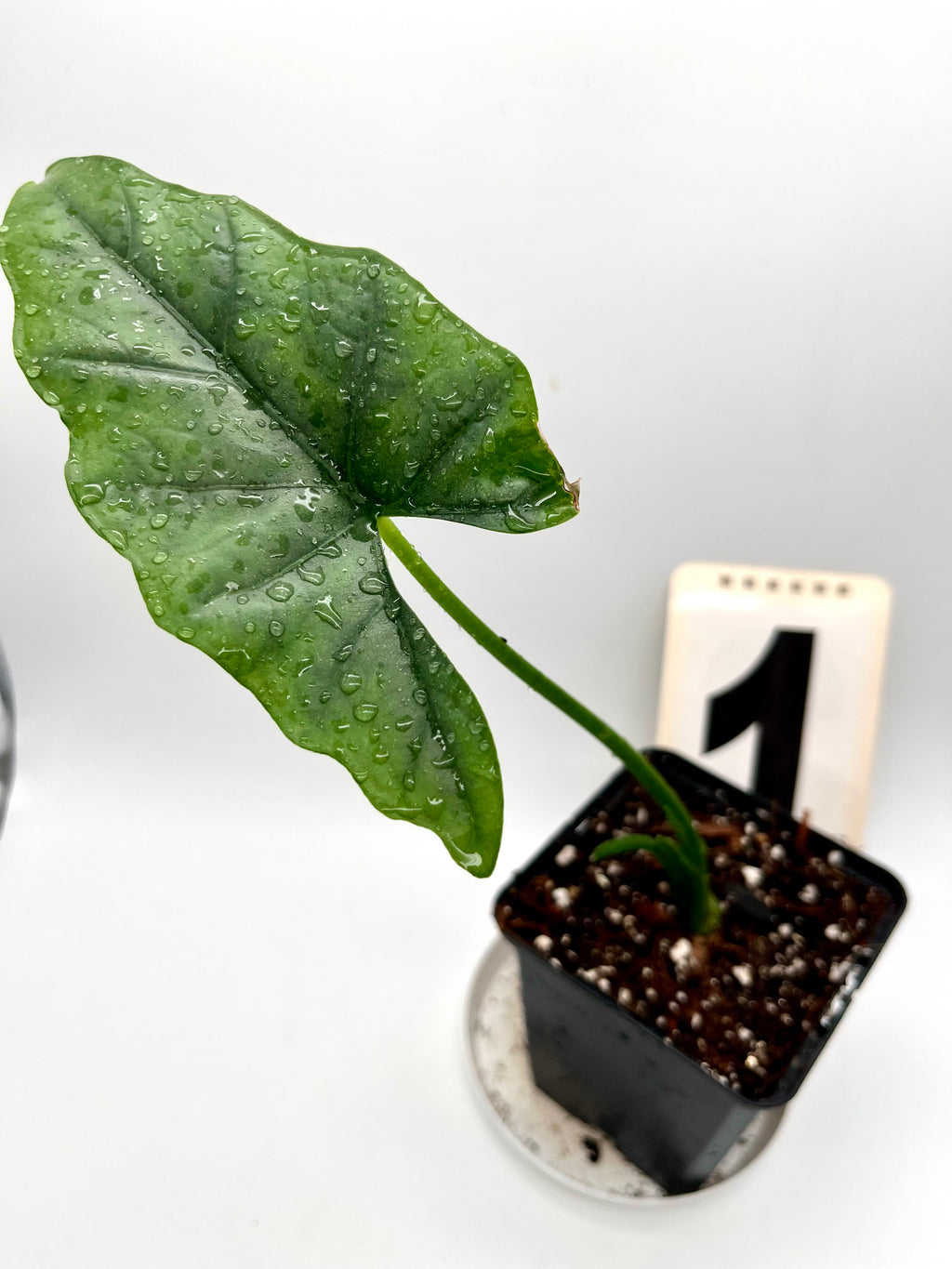 Alocasia Heterophylla Silver