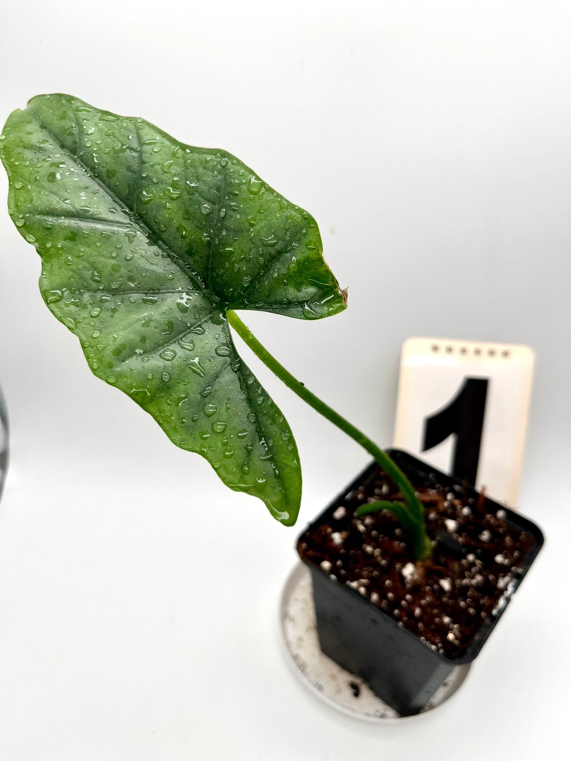 Alocasia Heterophylla Silver
