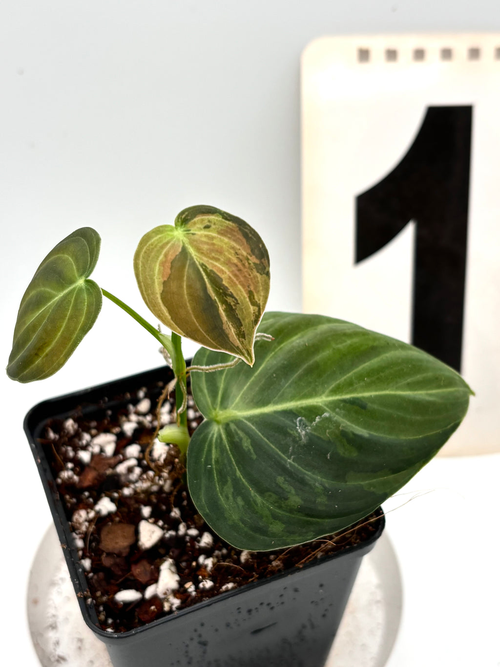 Philodendron Melanochrysum Variegata von Exotic-Flowers, grüne Blätter mit goldgelben Variegationen, zeigt die Pflanze in einem Topf.