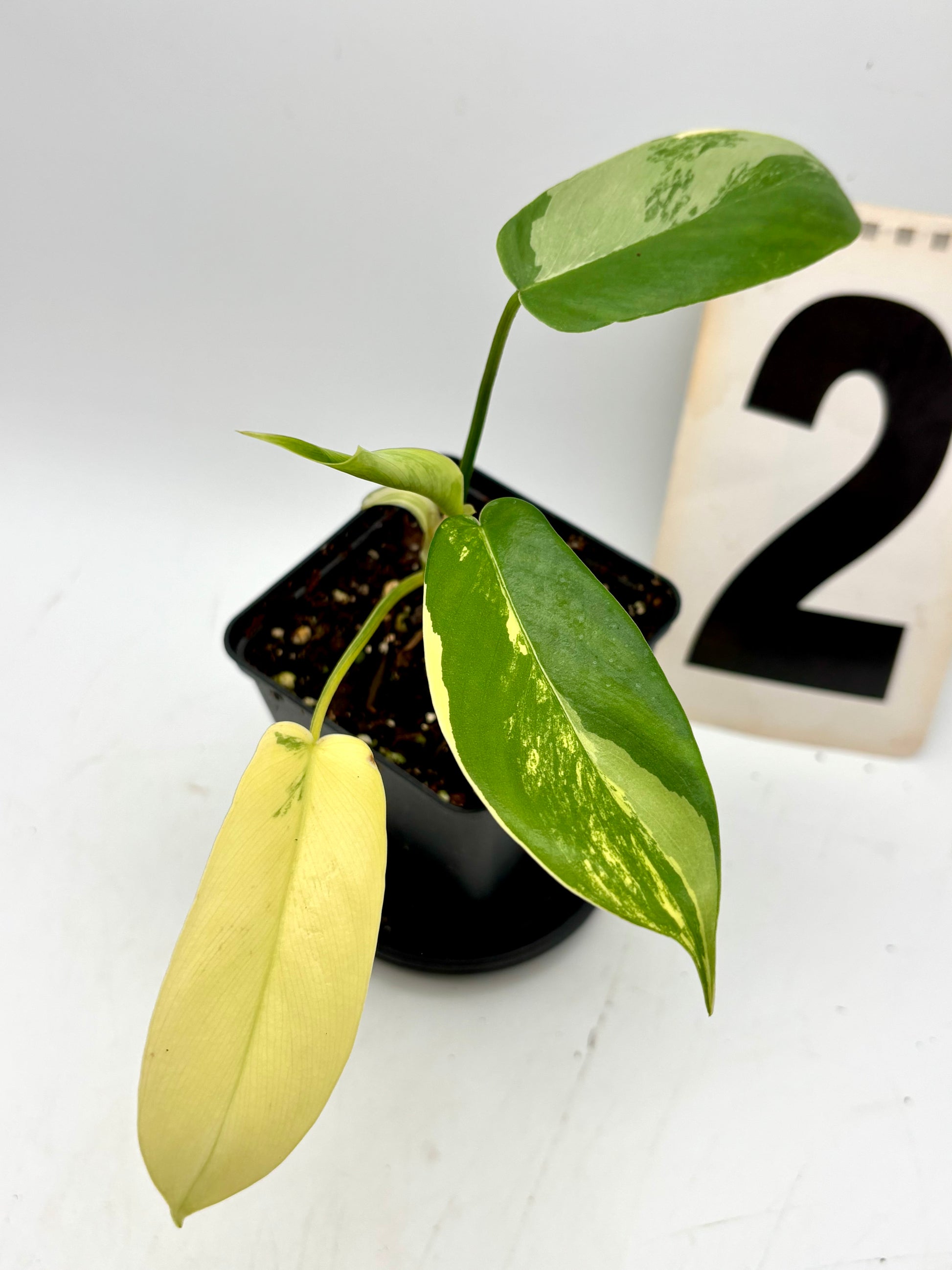 Philodendron Florida Beauty