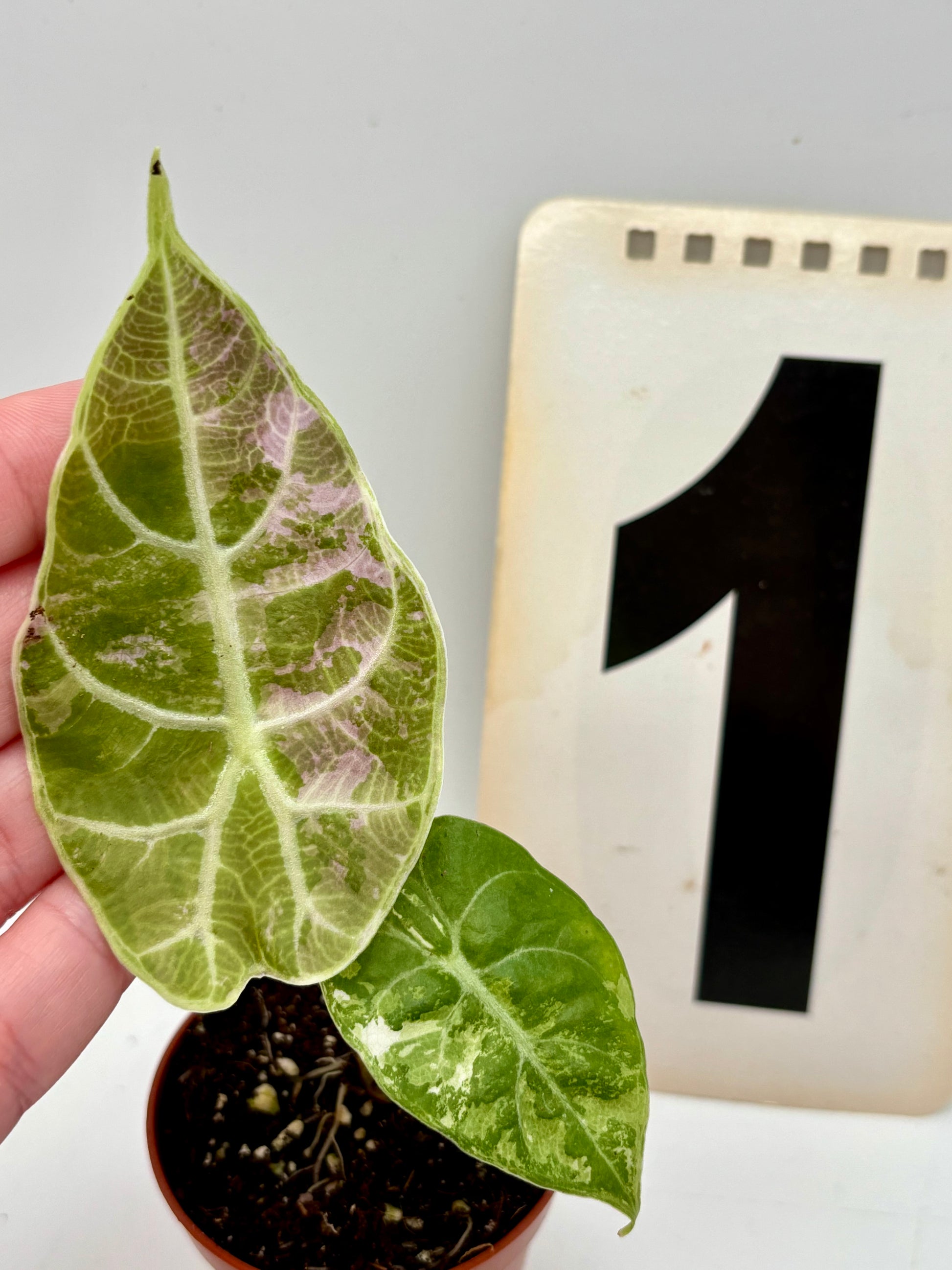 Alocasia Watsoniana Doff Variegata