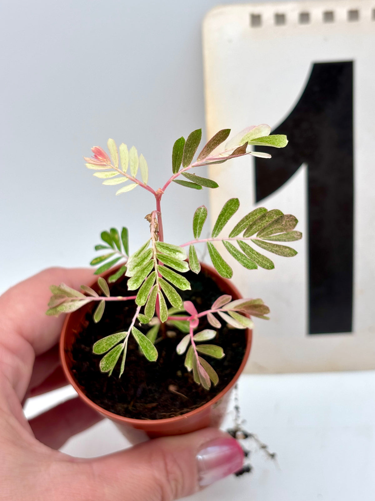 Phyllanthus Urinaria Albo Variegata