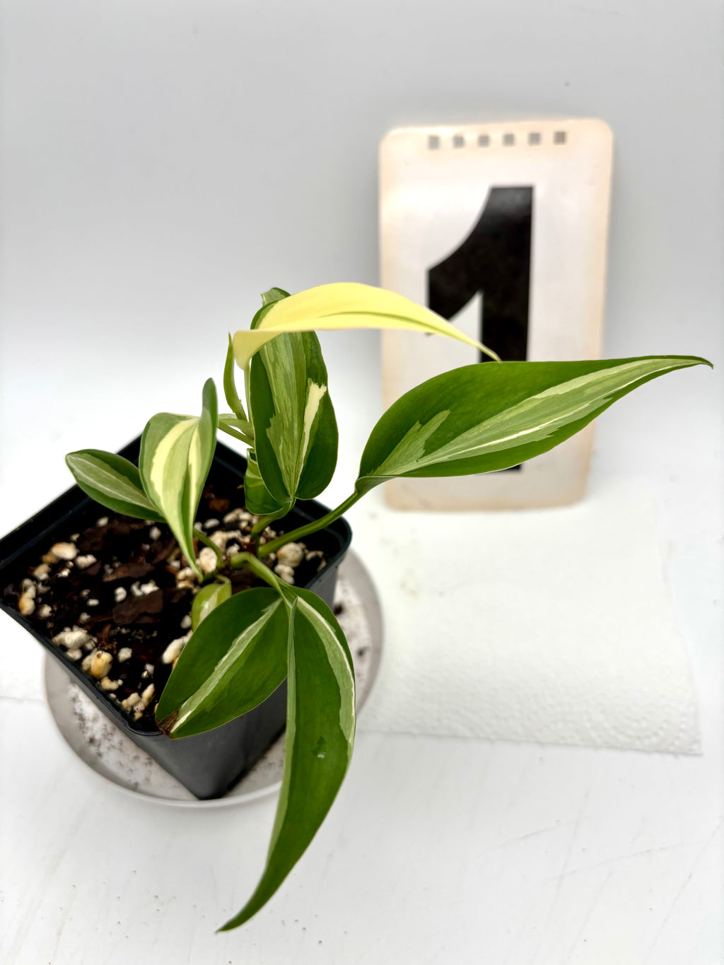 Philodendron Rio - Exotic-Flowers