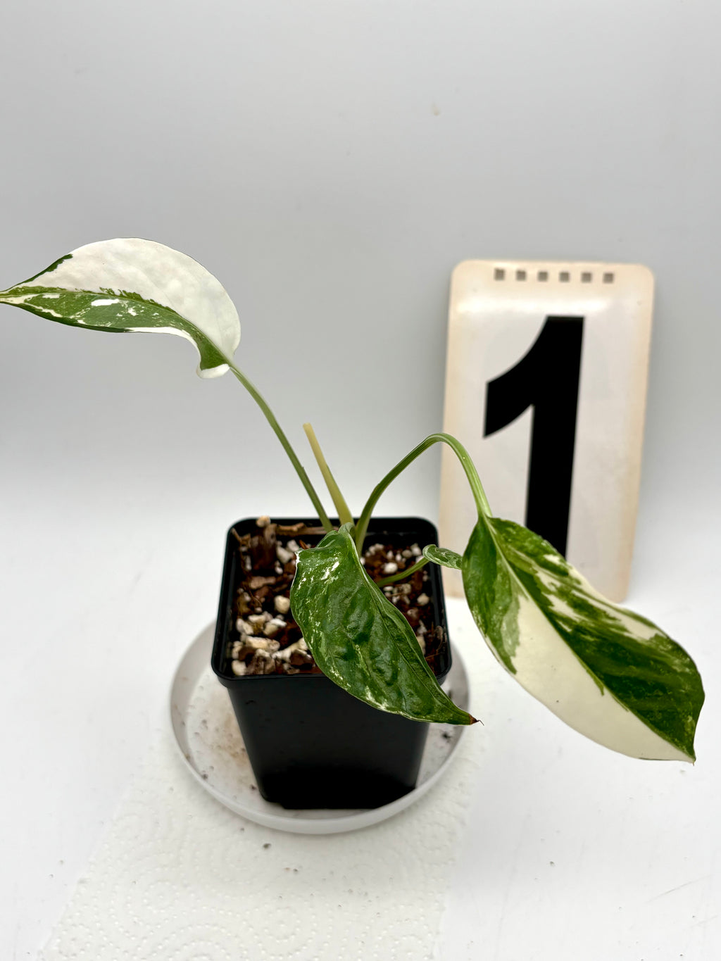 Epipremnum Pinnatum Variegata