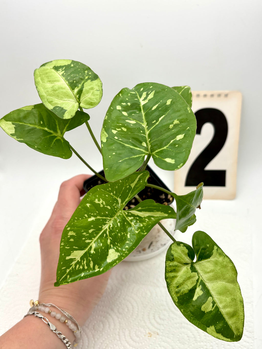Syngonium Panda Pflanze von Exotic-Flowers mit grünen Blättern mit weißen Mustern, Innen- oder Balkonpflanze.