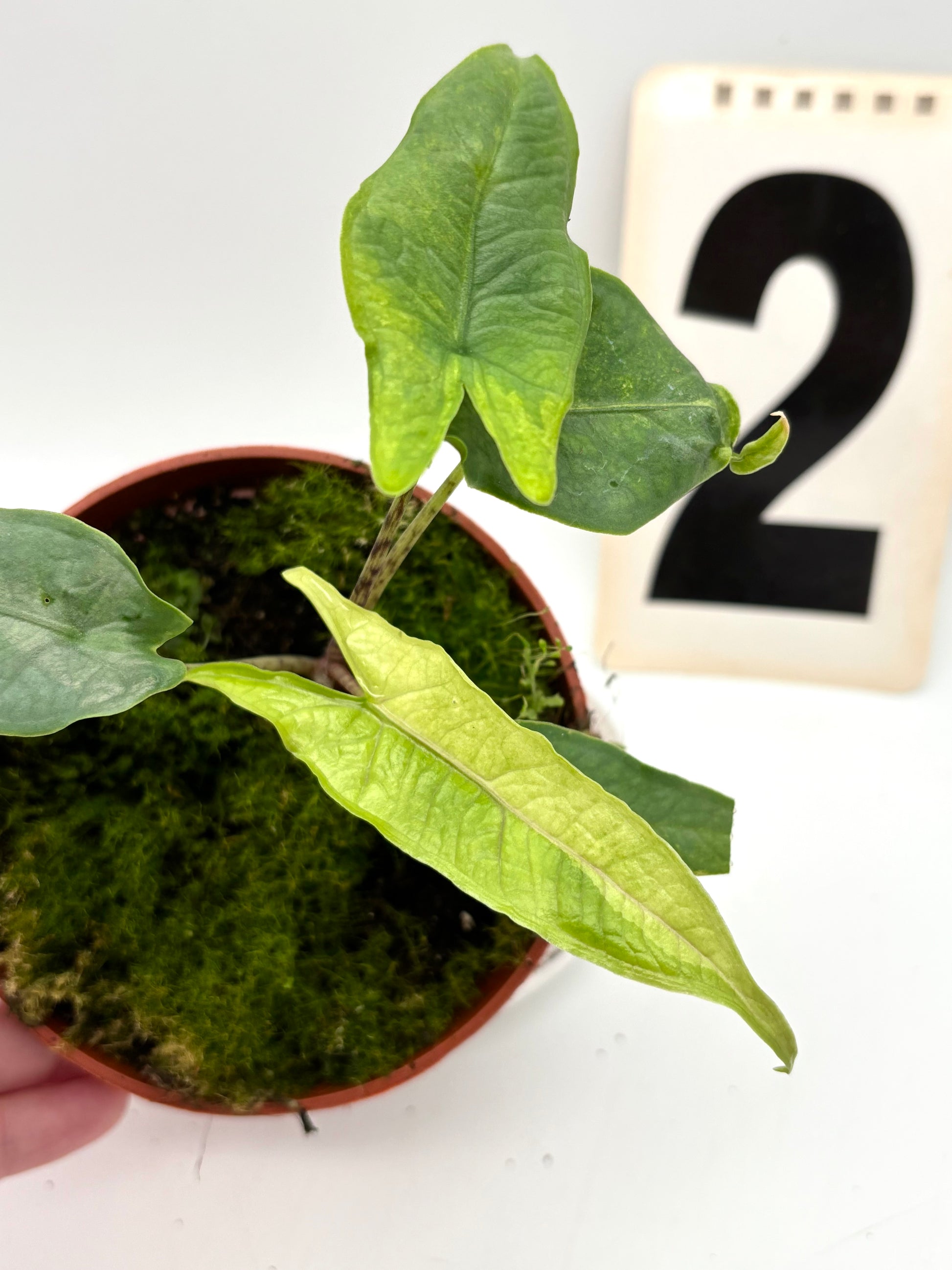 Alocasia Carpet sp Sulawesi Variegata