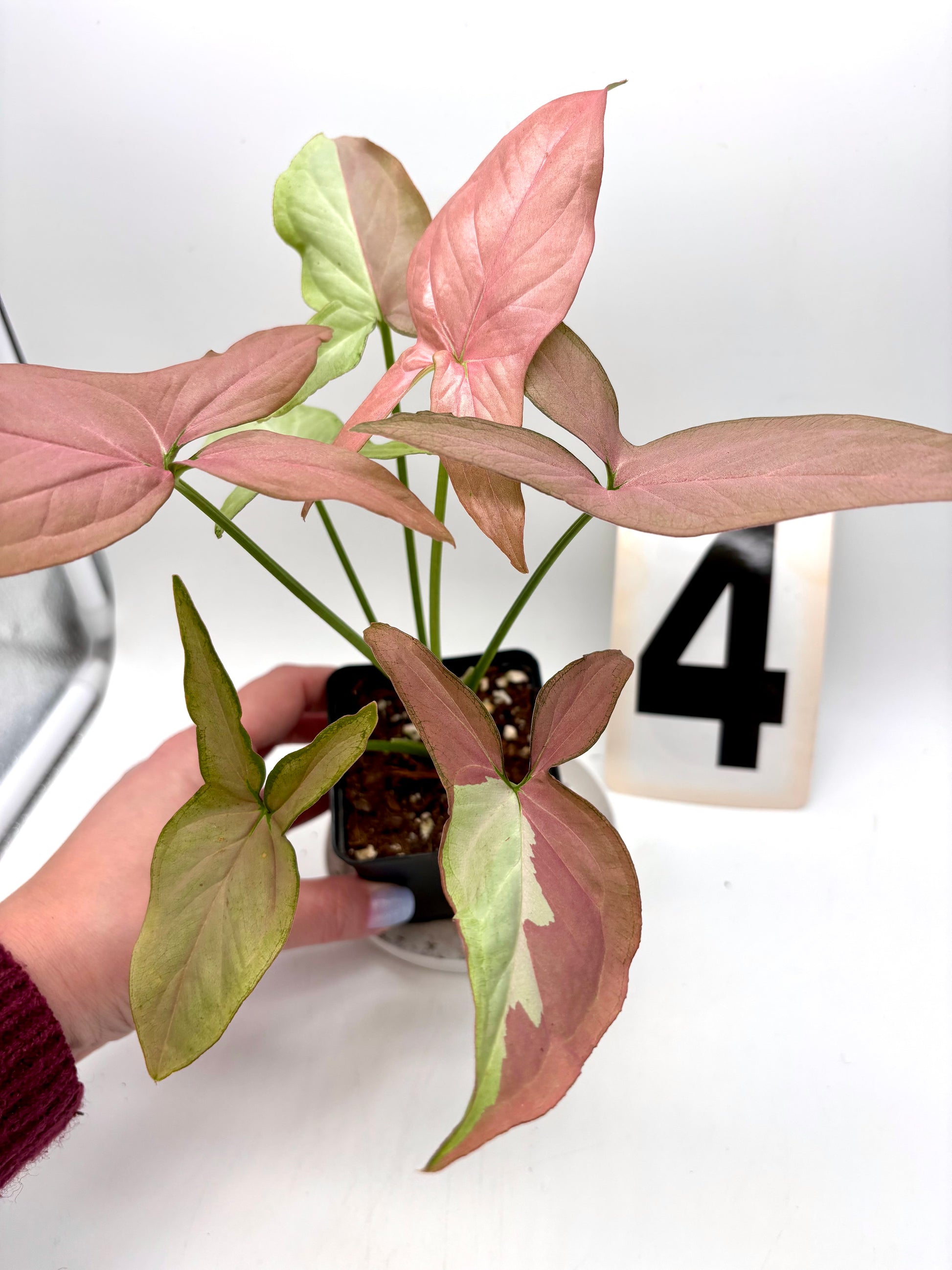 Syngonium Strawberry Milk