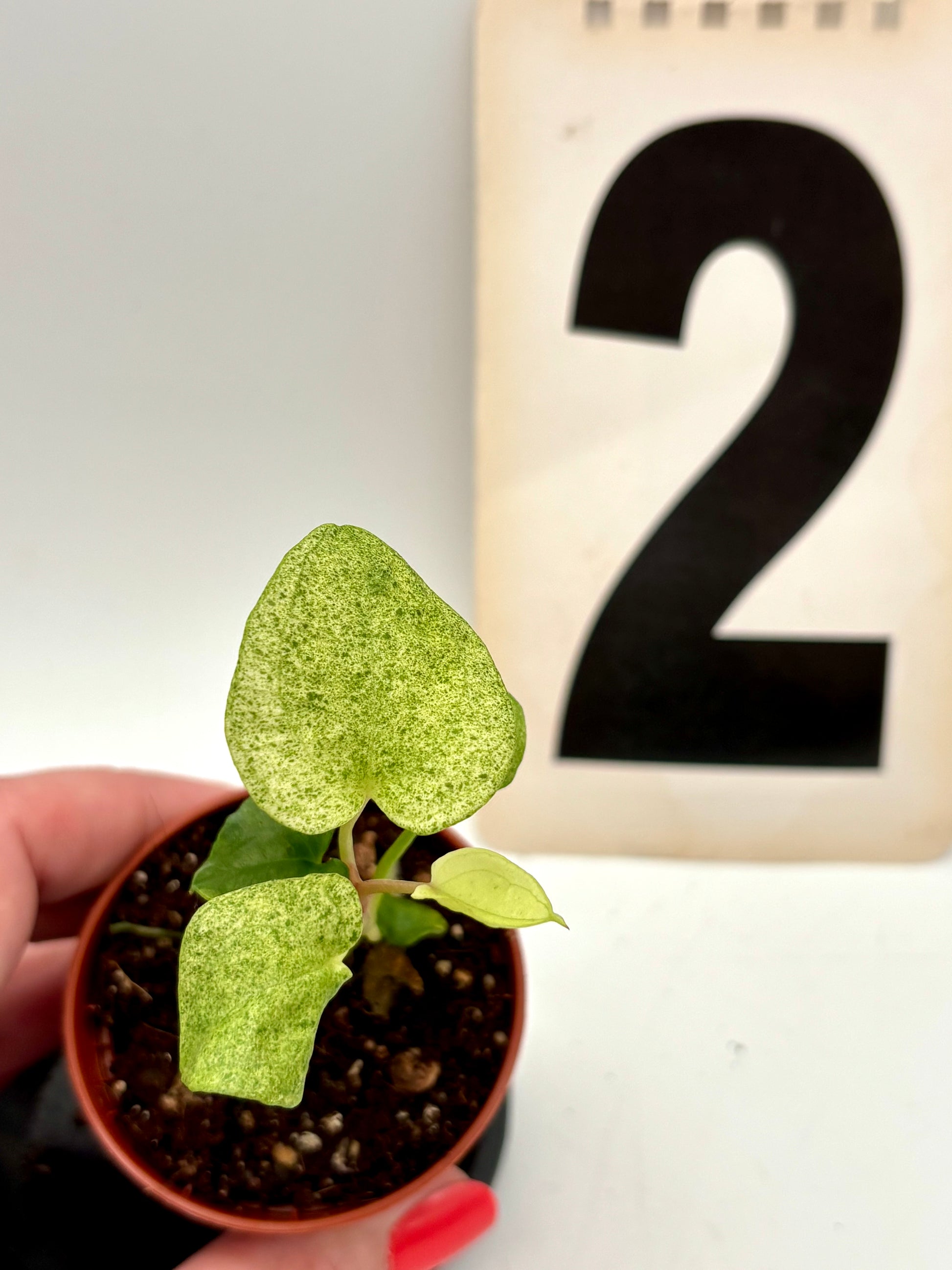 Anthuriun Dark Phoenix Variegata von Exotic-Flowers, grüne und rote Blätter, detailreiche Blüte, elegante Zimmerpflanze