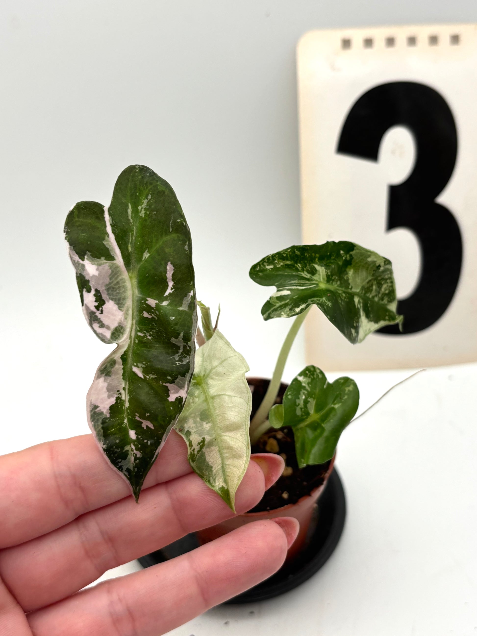Alocasia Polly Variegata ‚Snowflake‘