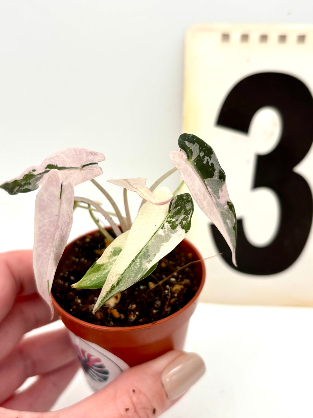 Alocasia Bambino Variegata Pflanze mit grün-weißen Blättern, dekorative Zimmerpflanze von Exotic-Flowers