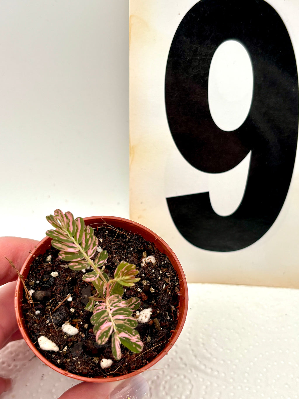 Phyllanthus Urinaria Pink Variegata - Exotic-Flowers