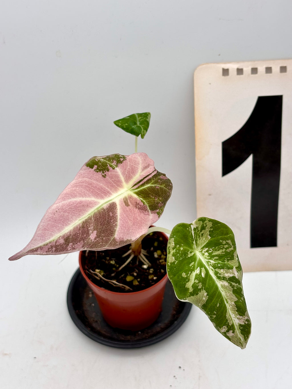 Alocasia Black Velvet Variegata