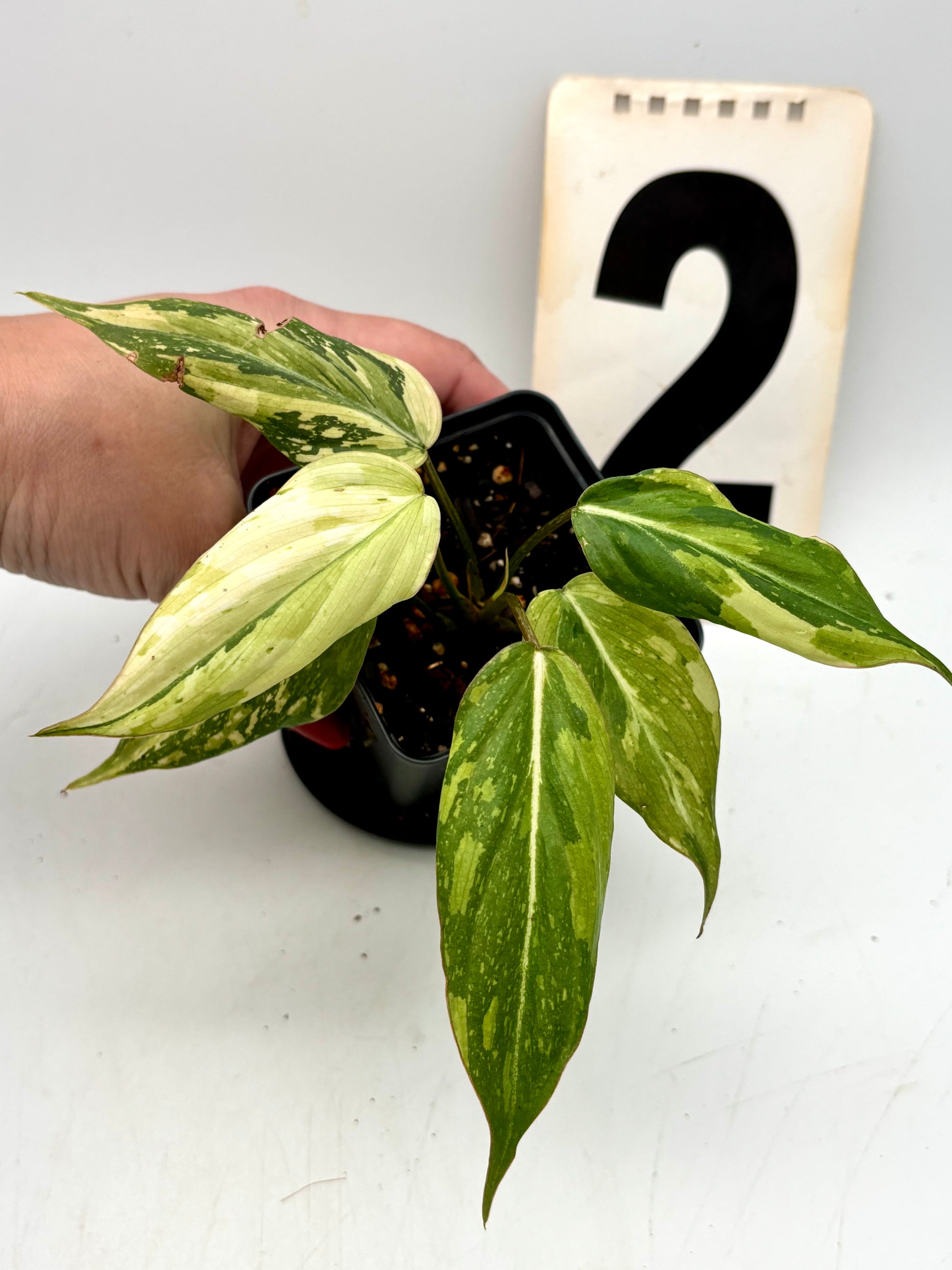 Philodendron Gloriosum Variegata Tricolor
