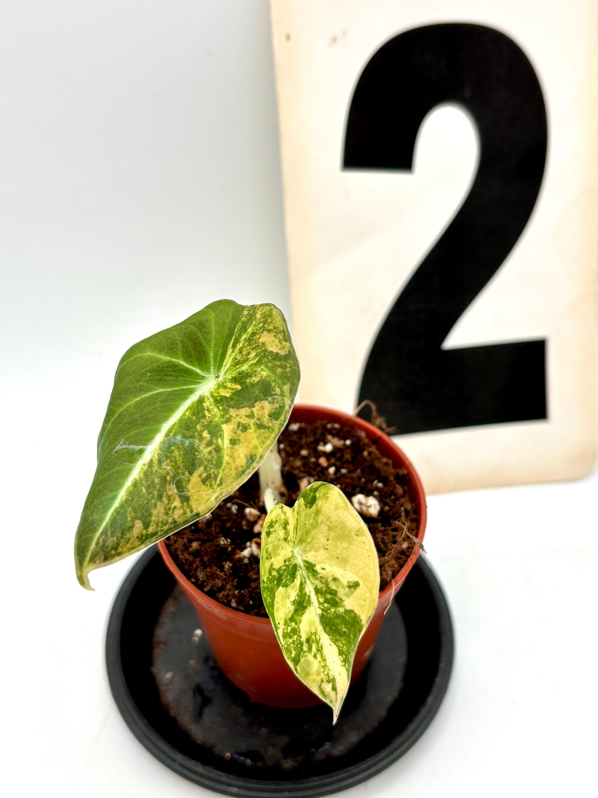 Alocasia Black Velvet Aurea Variegata Pflanze mit dunkelgrünen, samtartigen Blättern und variegierten goldgelben Mustern, im Top.