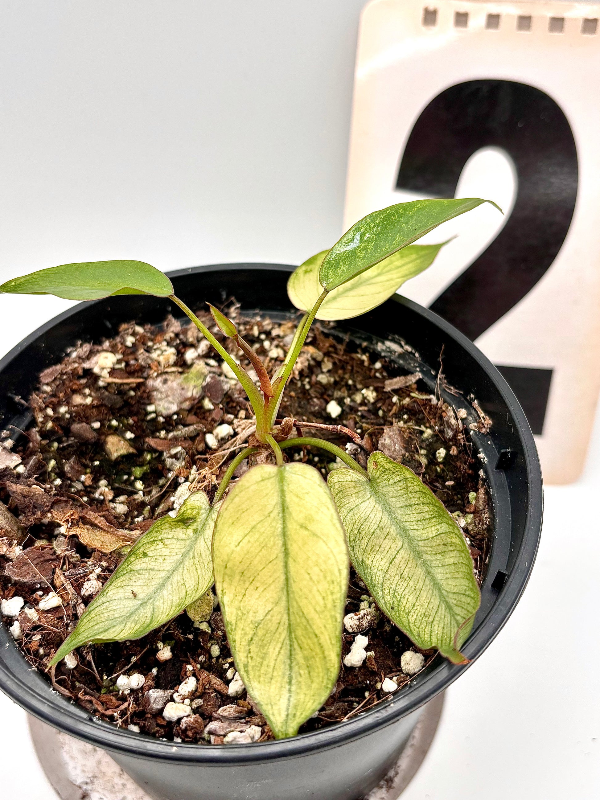 Philodendron Billietiae Mint-Blue-Gray Hybrid