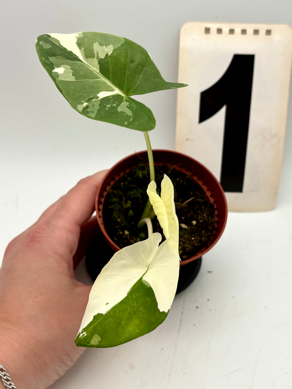 Alocasia Macrorrhiza Albo Variegata Pflanze mit großen grünen Blättern und weißen variegierten Mustern, von Exotic-Flowers