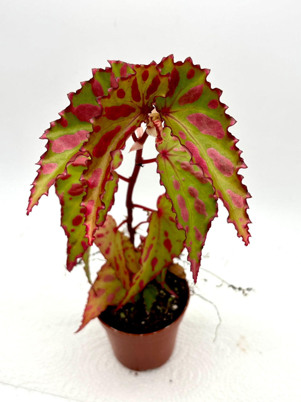 Begonia Pink Lava - Exotic-Flowers