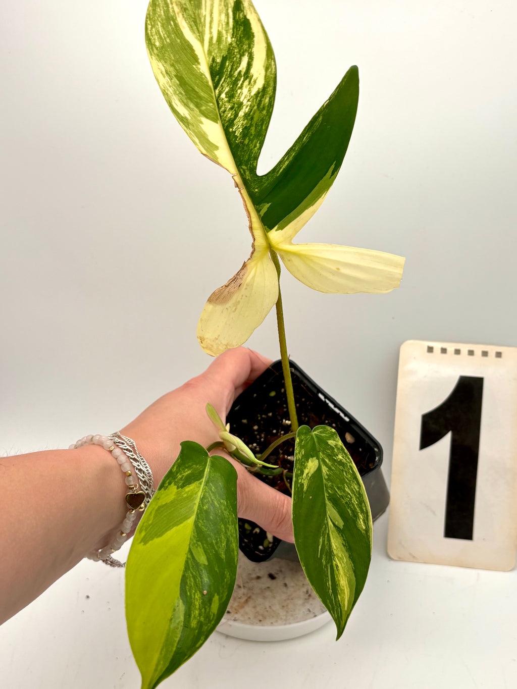 Grüner Philodendron Florida Beauty mit großen, herzförmigen Blättern, im Top bei Exotic-Flowers.