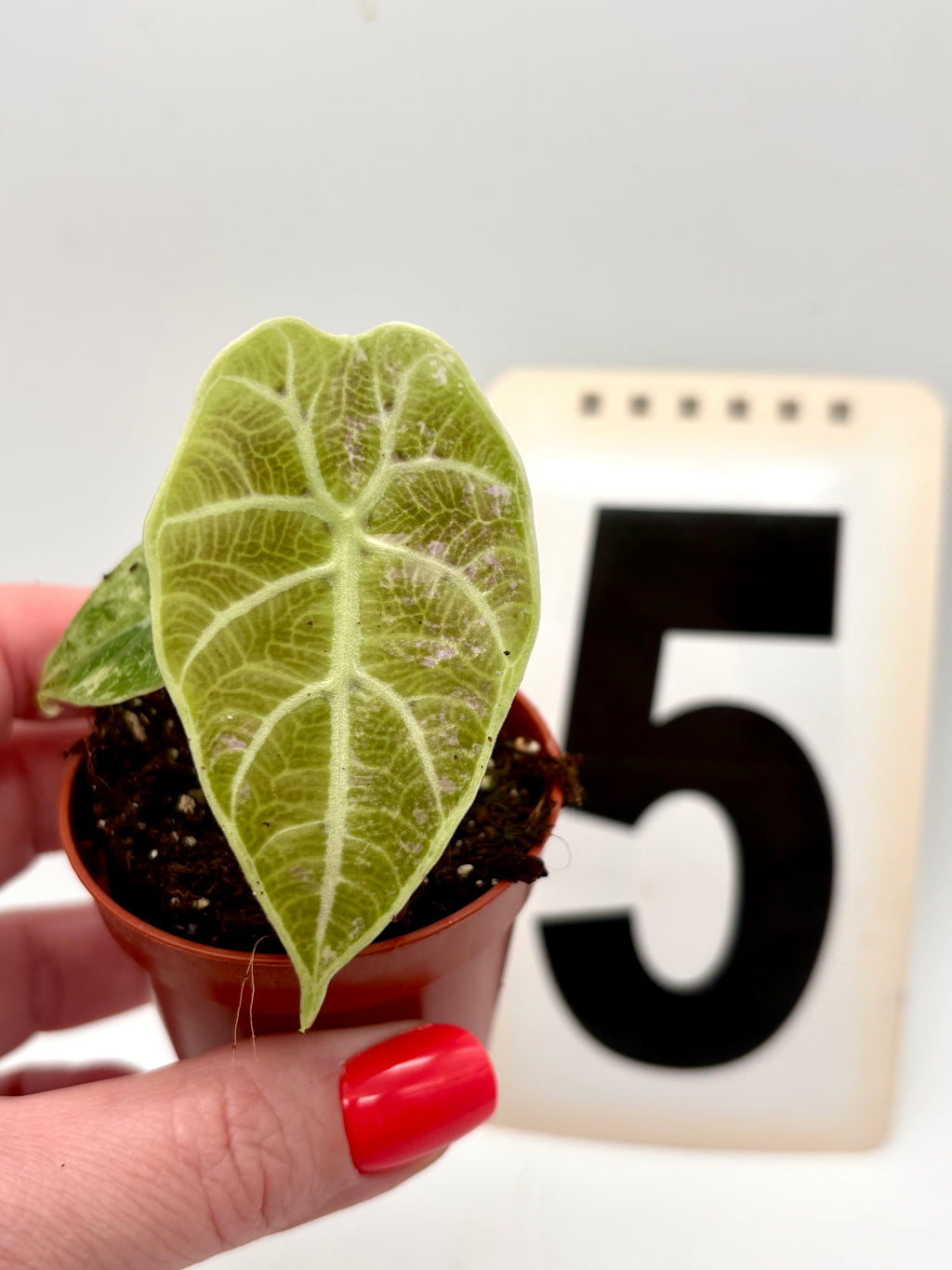 Alocasia Watsoniana Doff Variegata