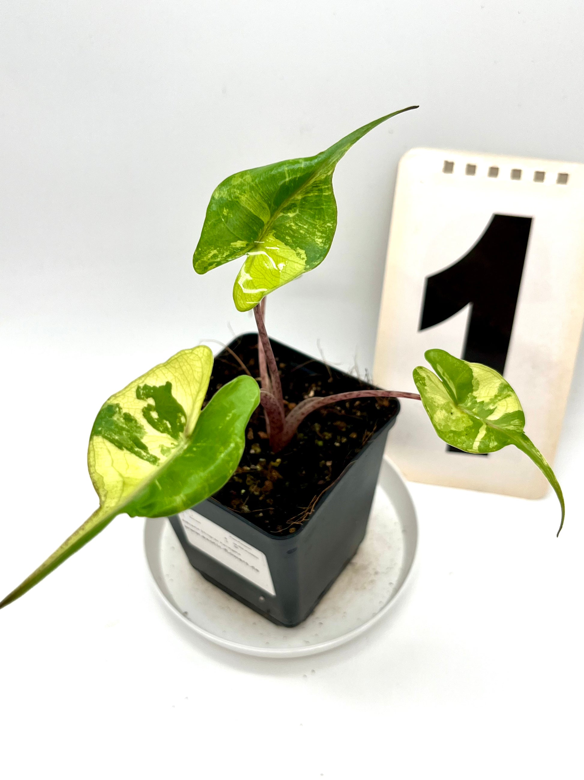 Alocasia Stingray Variegata