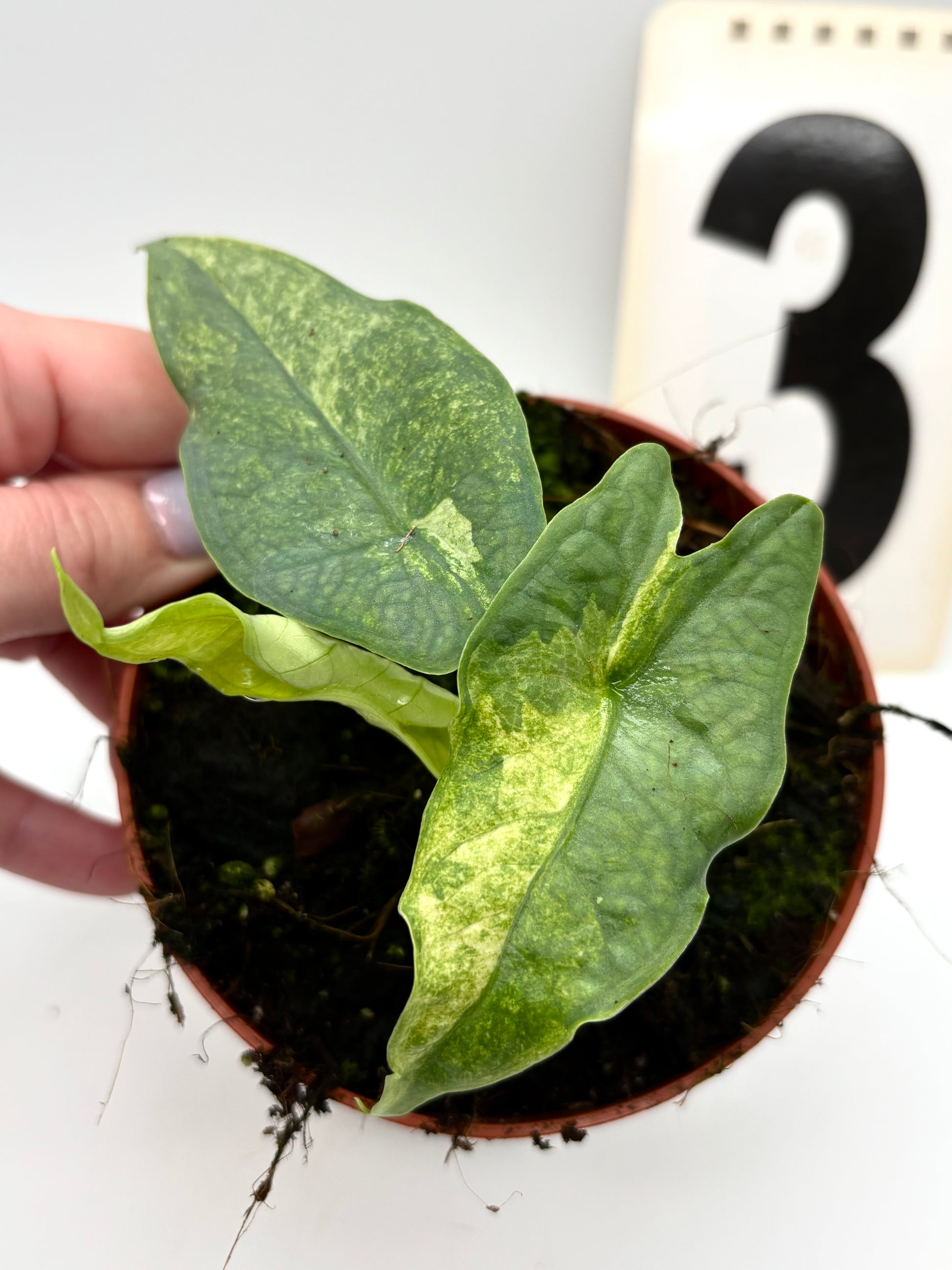 Alocasia Carpet sp Sulawesi Variegata