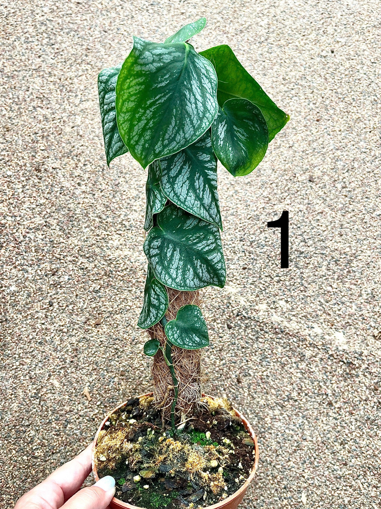 Monstera Dubia