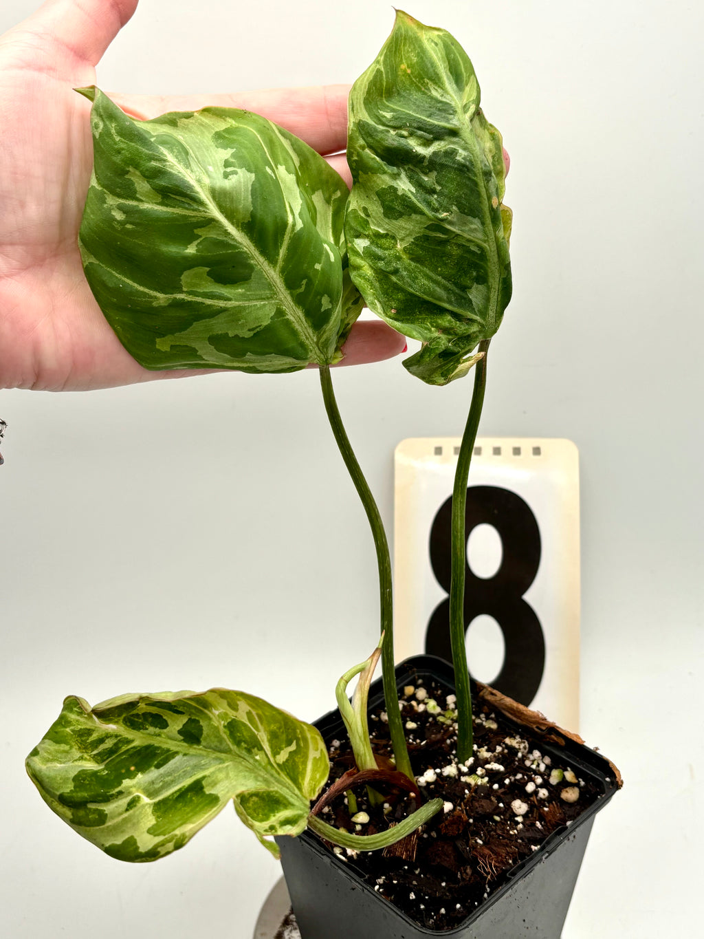 Philodendron Gloriosum Variegata / Snow Leopard