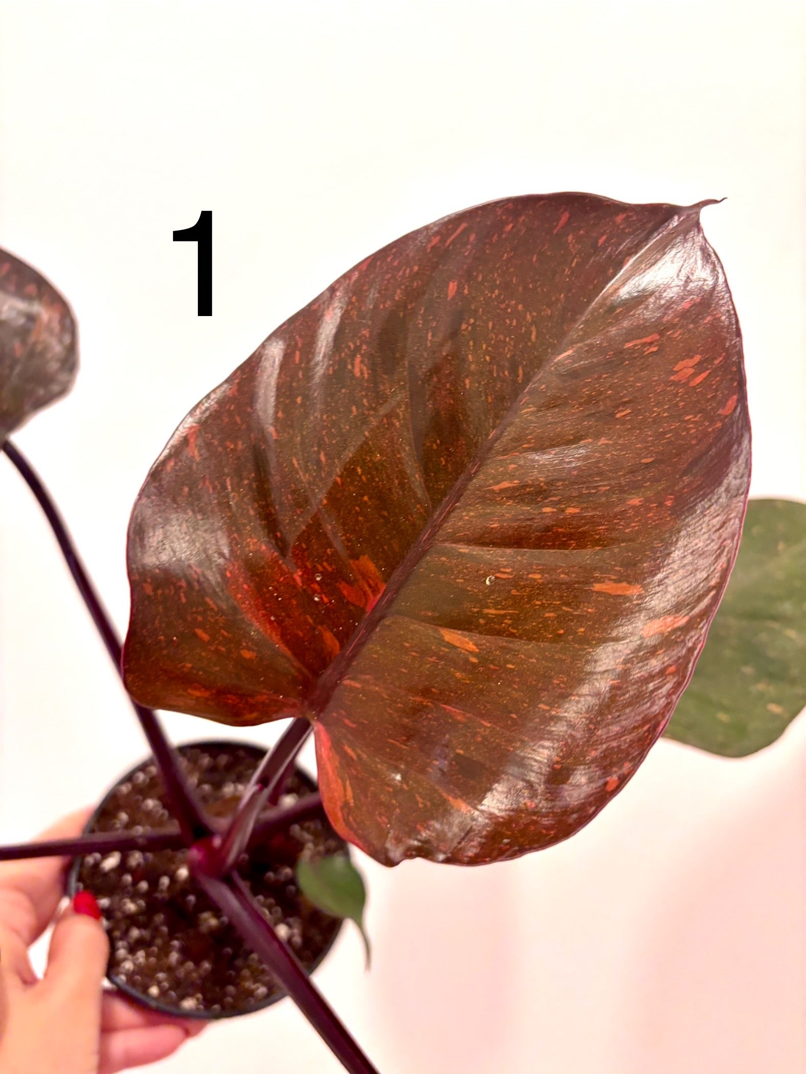 Philodendron Orange Princess