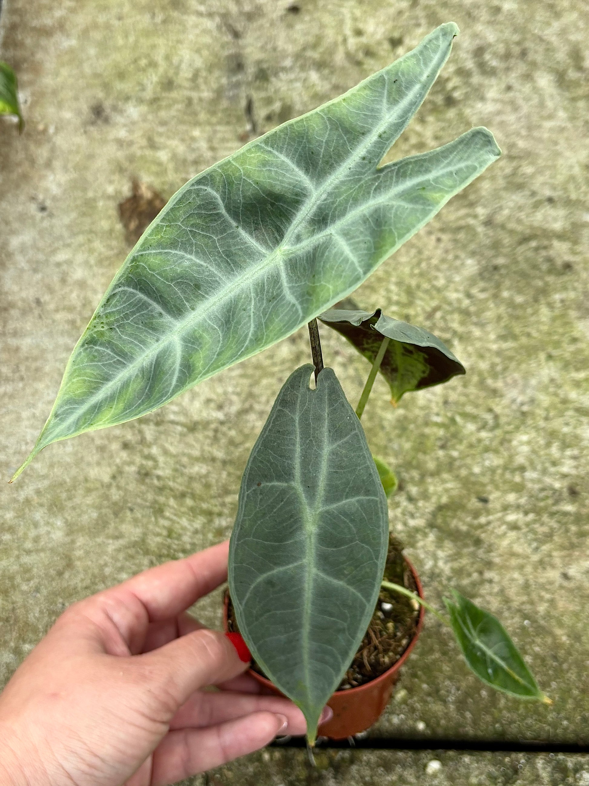 Alocasia Longiloba Silver Pflanze von Exotic-Flowers mit großen silbernen, gestreiften Blättern, im Topf aufgestellt