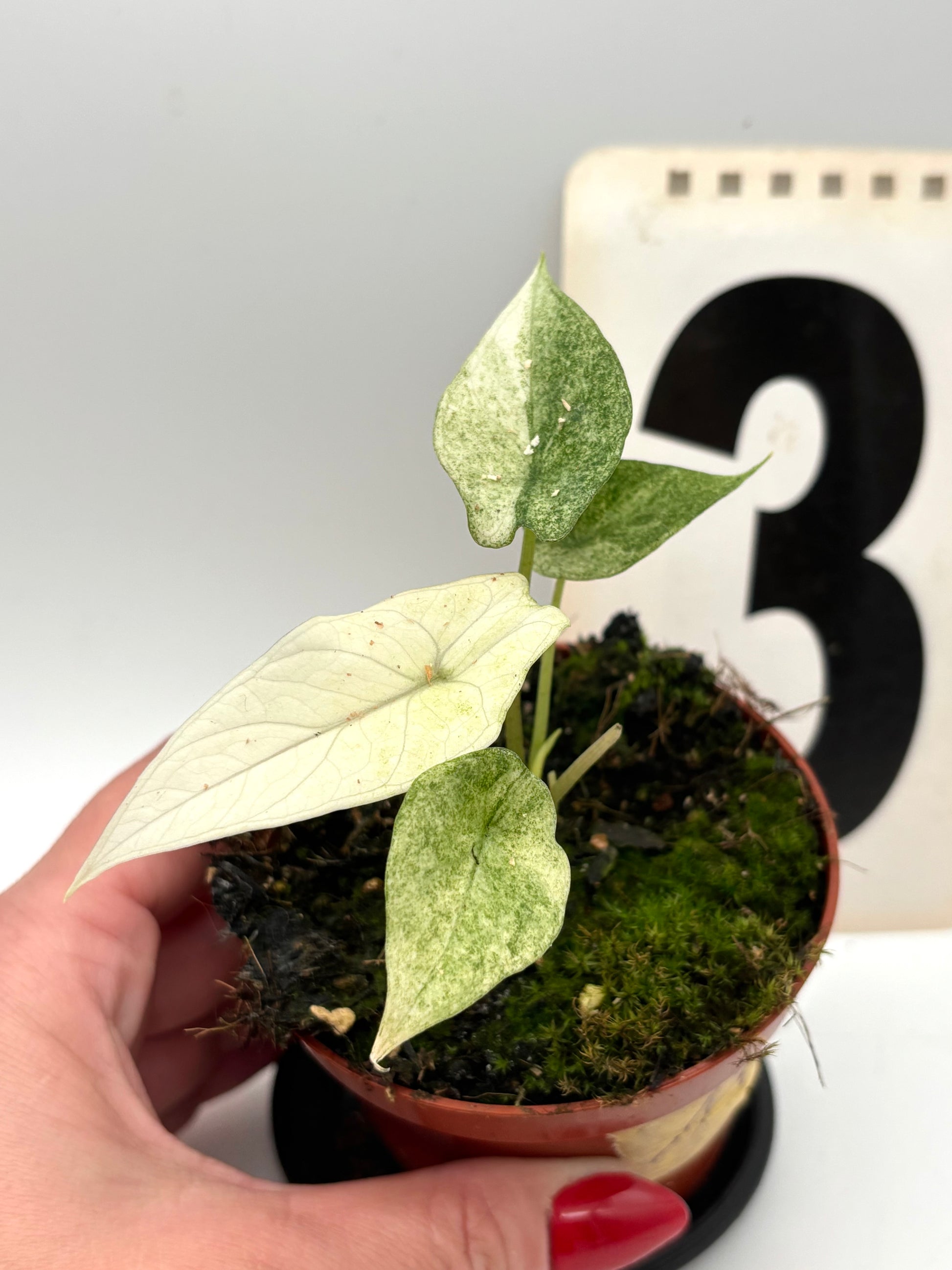 Alocasia Scalprum Mint Variegata Pflanze mit grün-weißen Blättern, dekorativ und tropisch, von Exotic-Flowers.