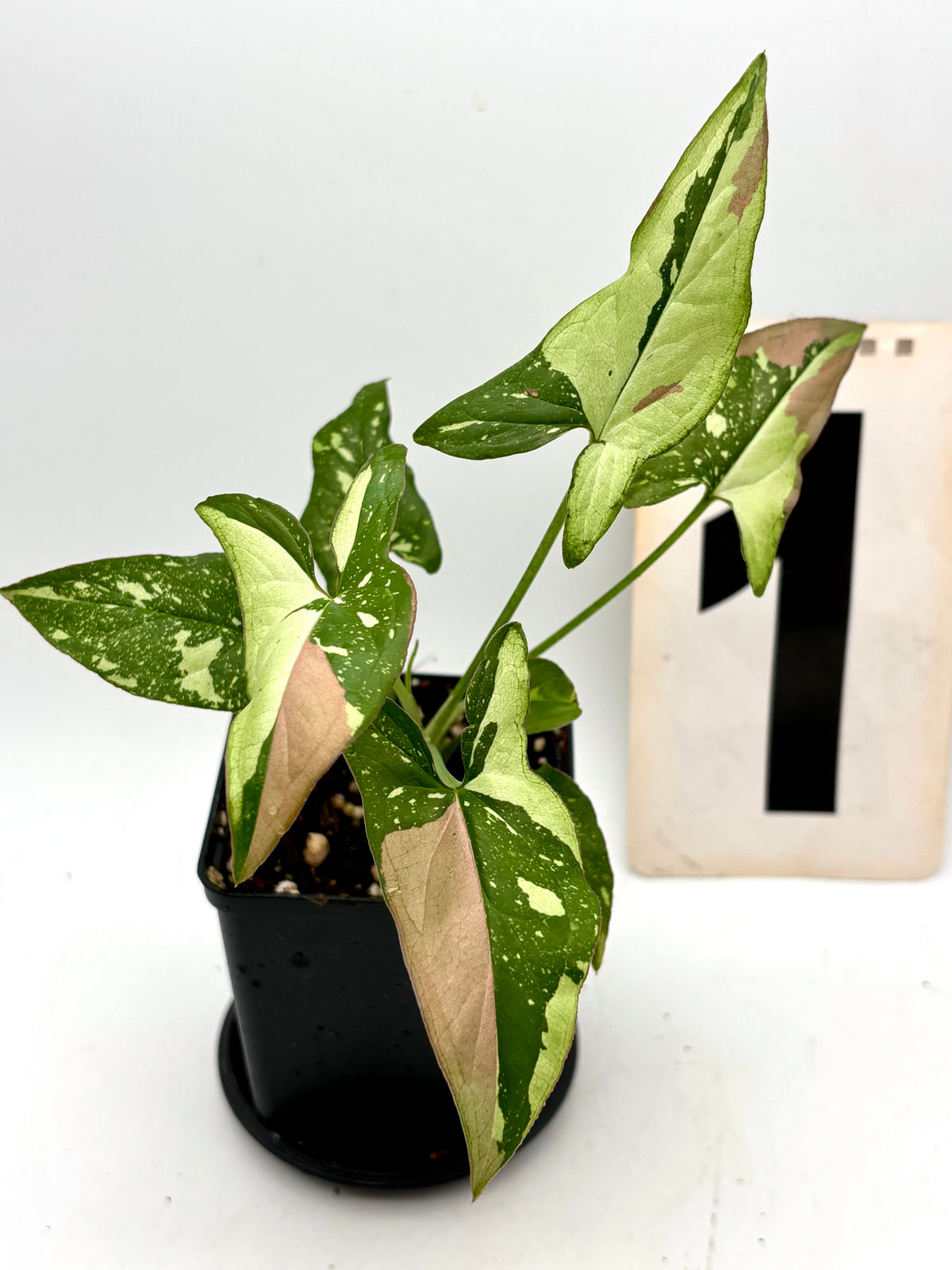 Syngonium Red Spot Tricolor
