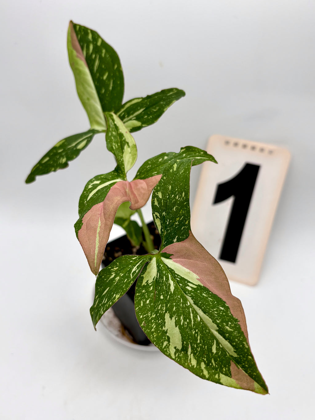 Syngonium Red Spot Tricolor