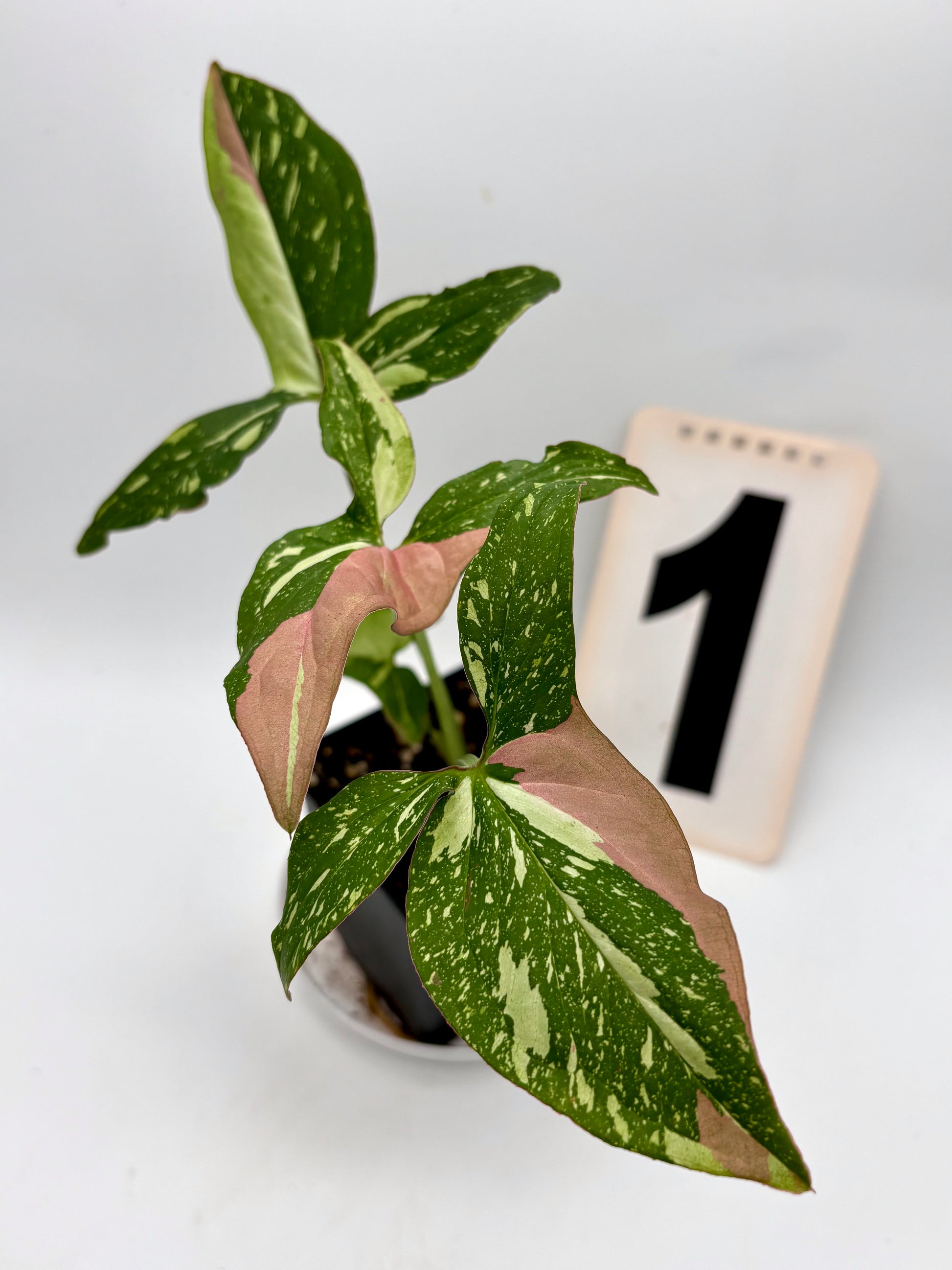 Syngonium Red Spot Tricolor
