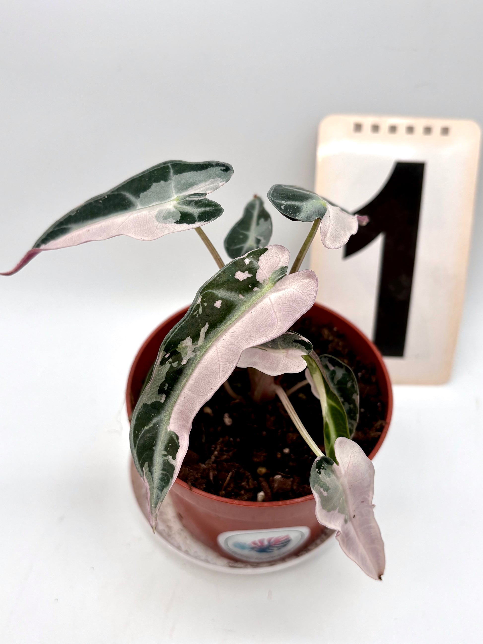 Alocasia Bambino Variegata